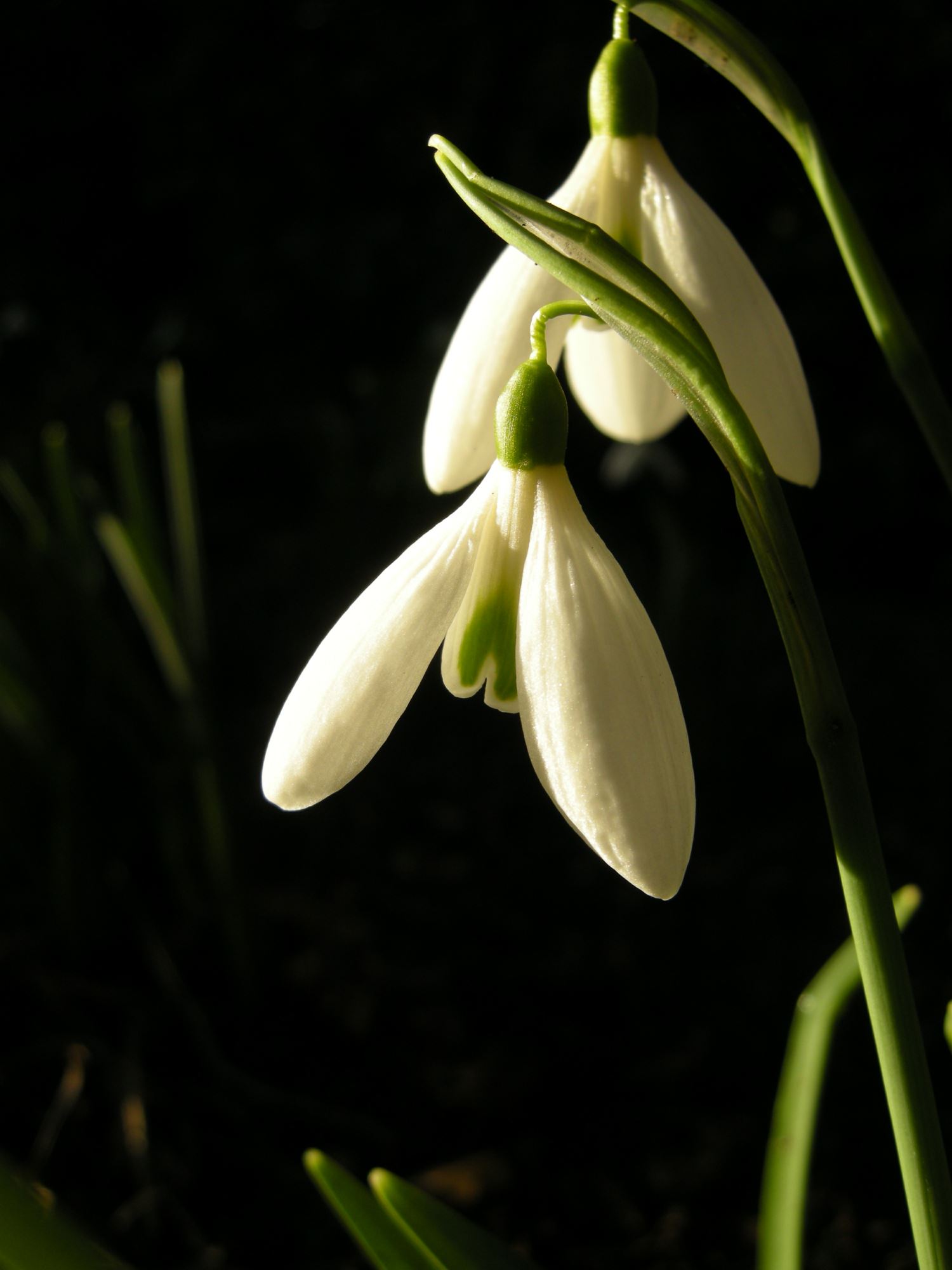 Image of Galanthus 'James Backhouse'