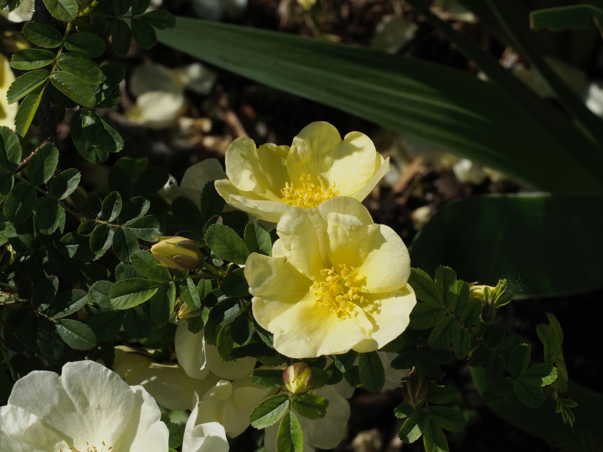Image of Rosa Ã— pteragonis 'Cantabrigiensis'