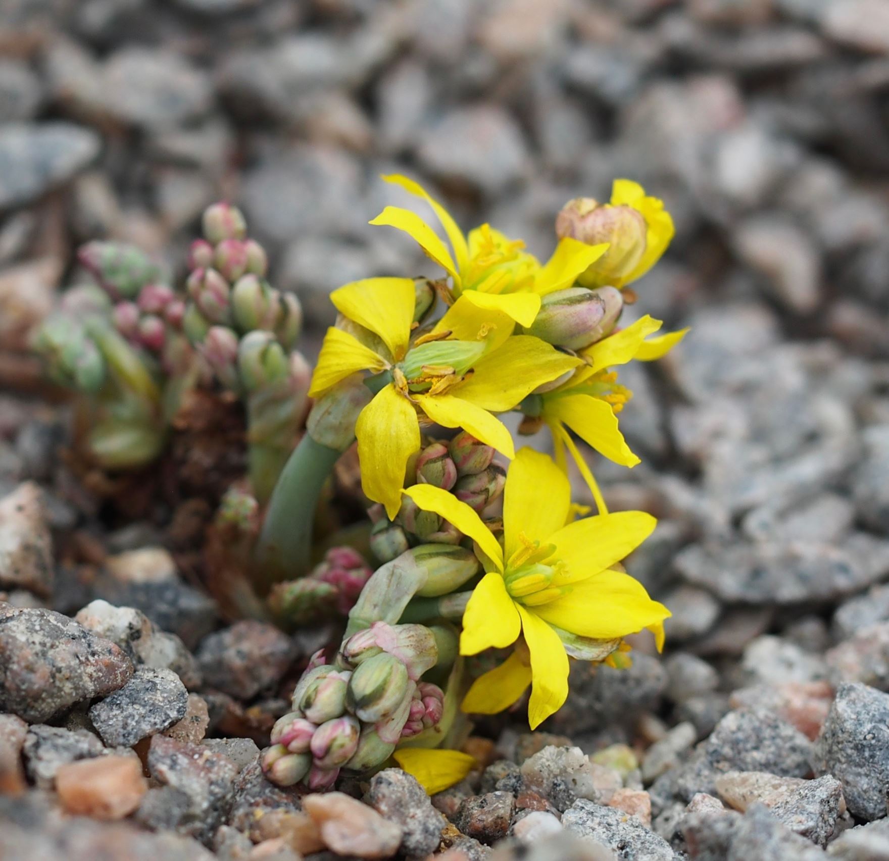 Image of Bongardia chrysogonum