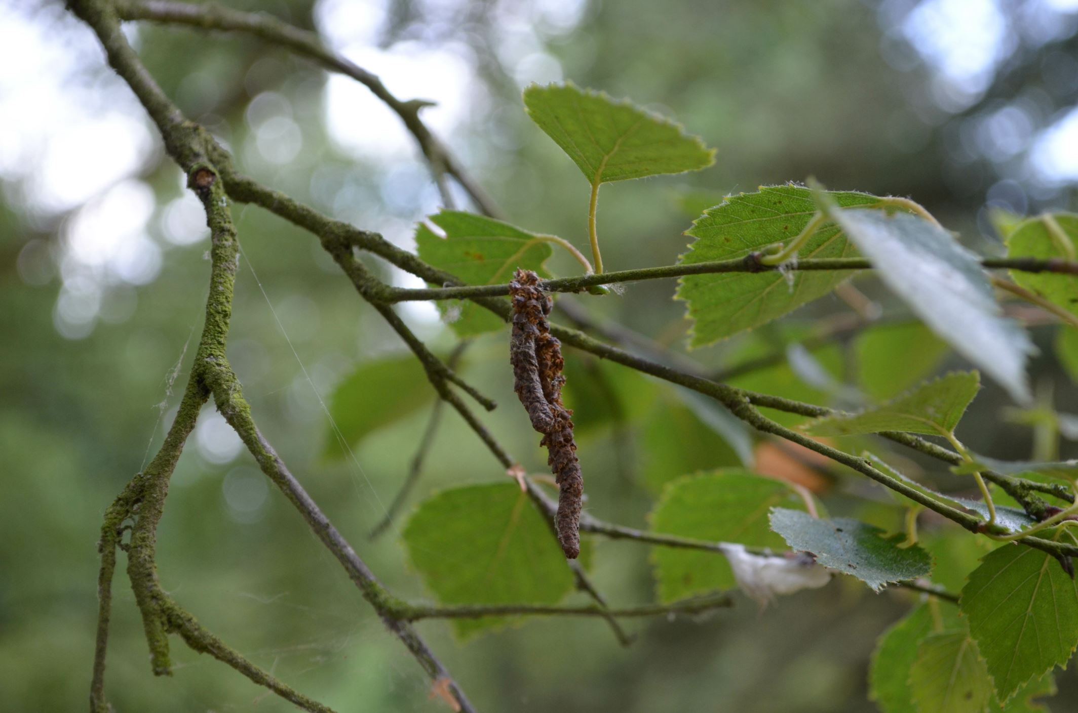 Image of Betula pubescens var. pubescens