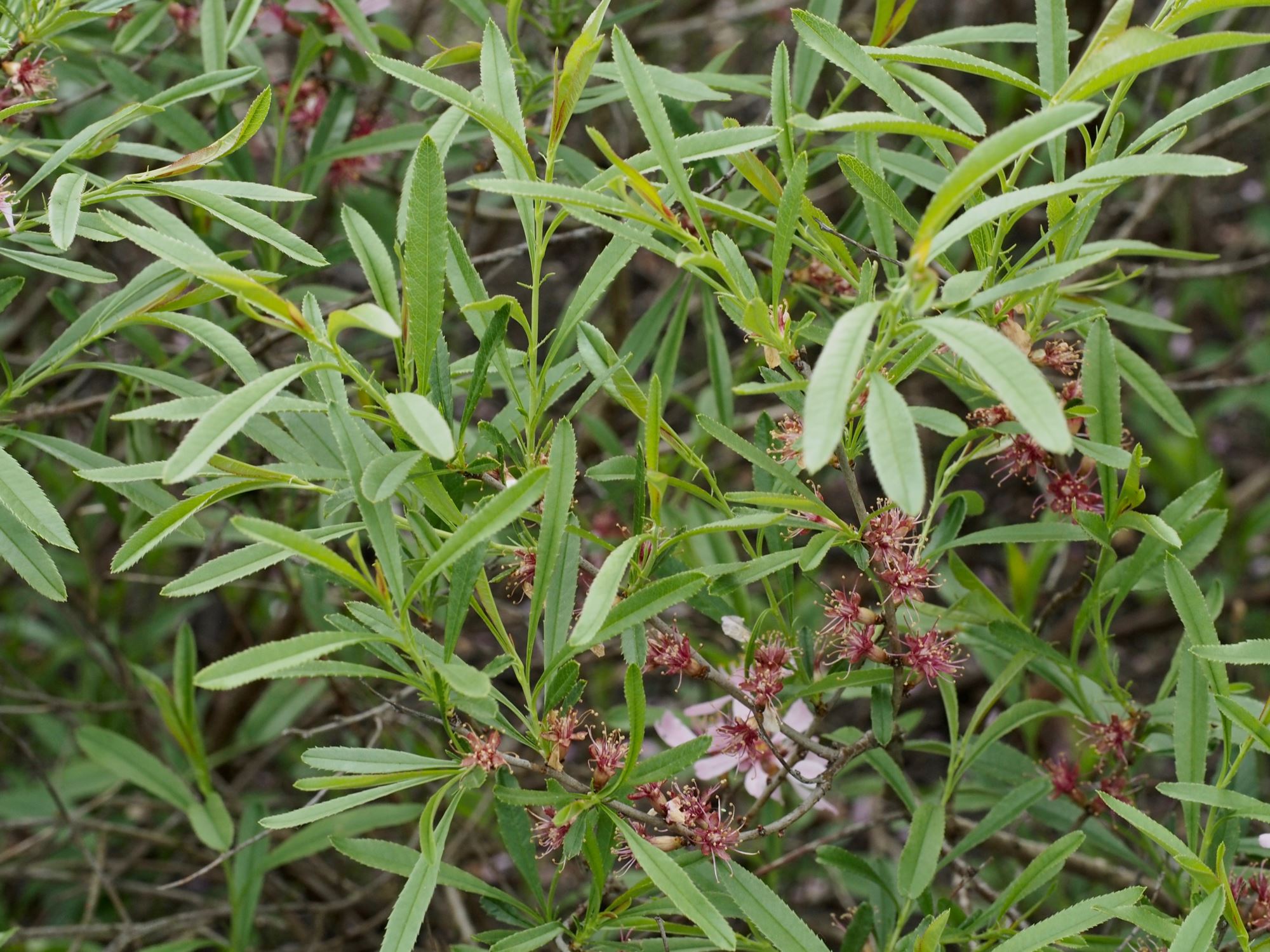 Image of Prunus tenella