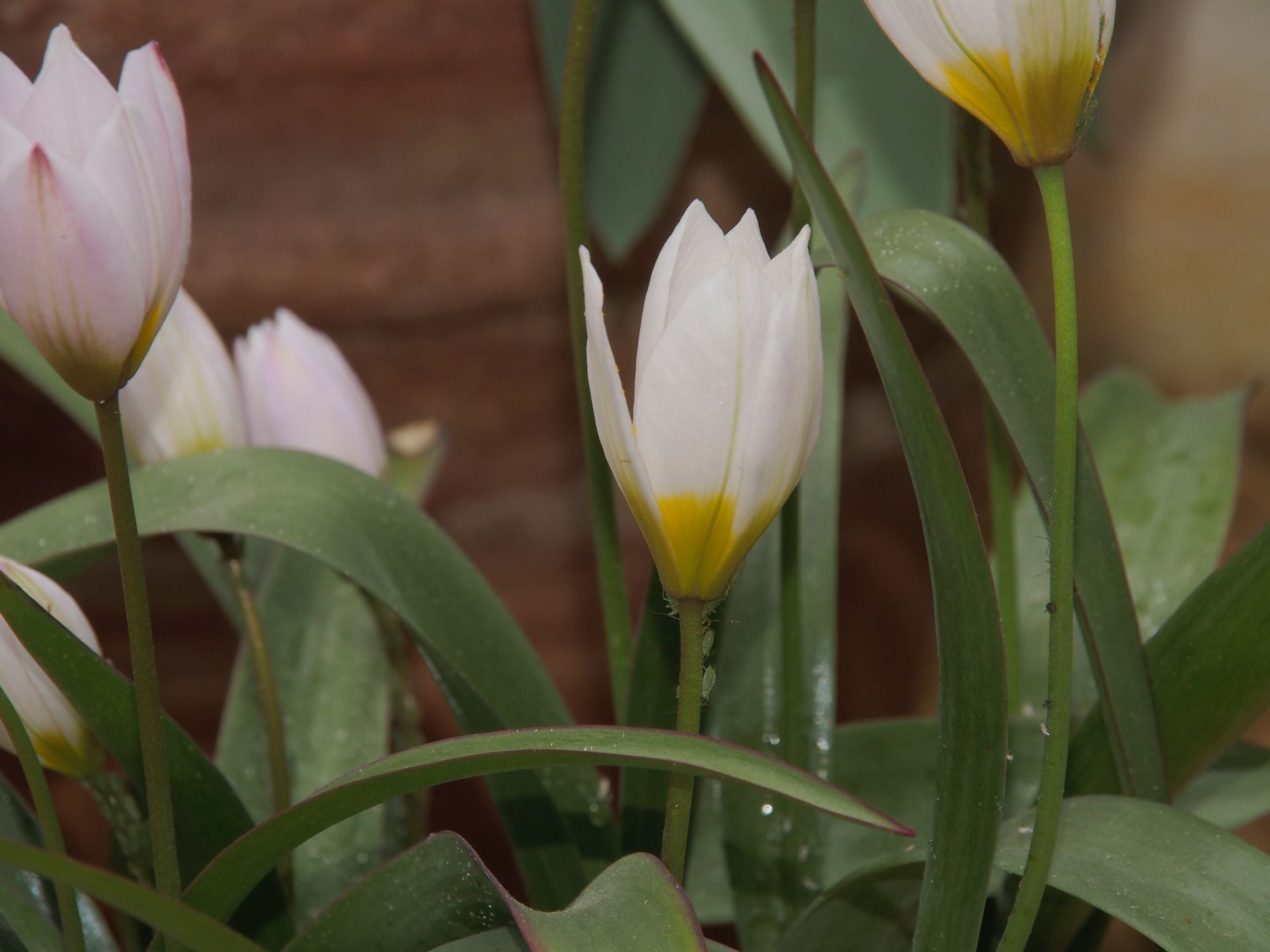 Image of Tulipa cretica