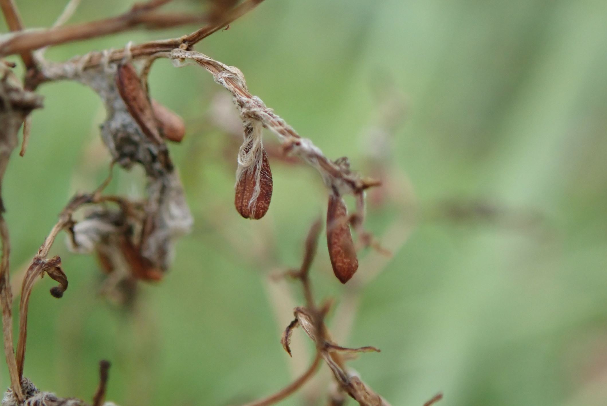 Image of Centranthus ruber