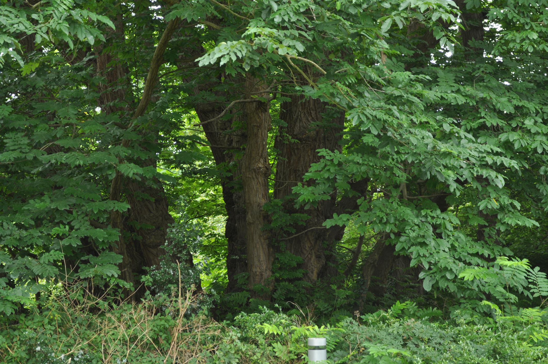 Image of Pterocarya fraxinifolia