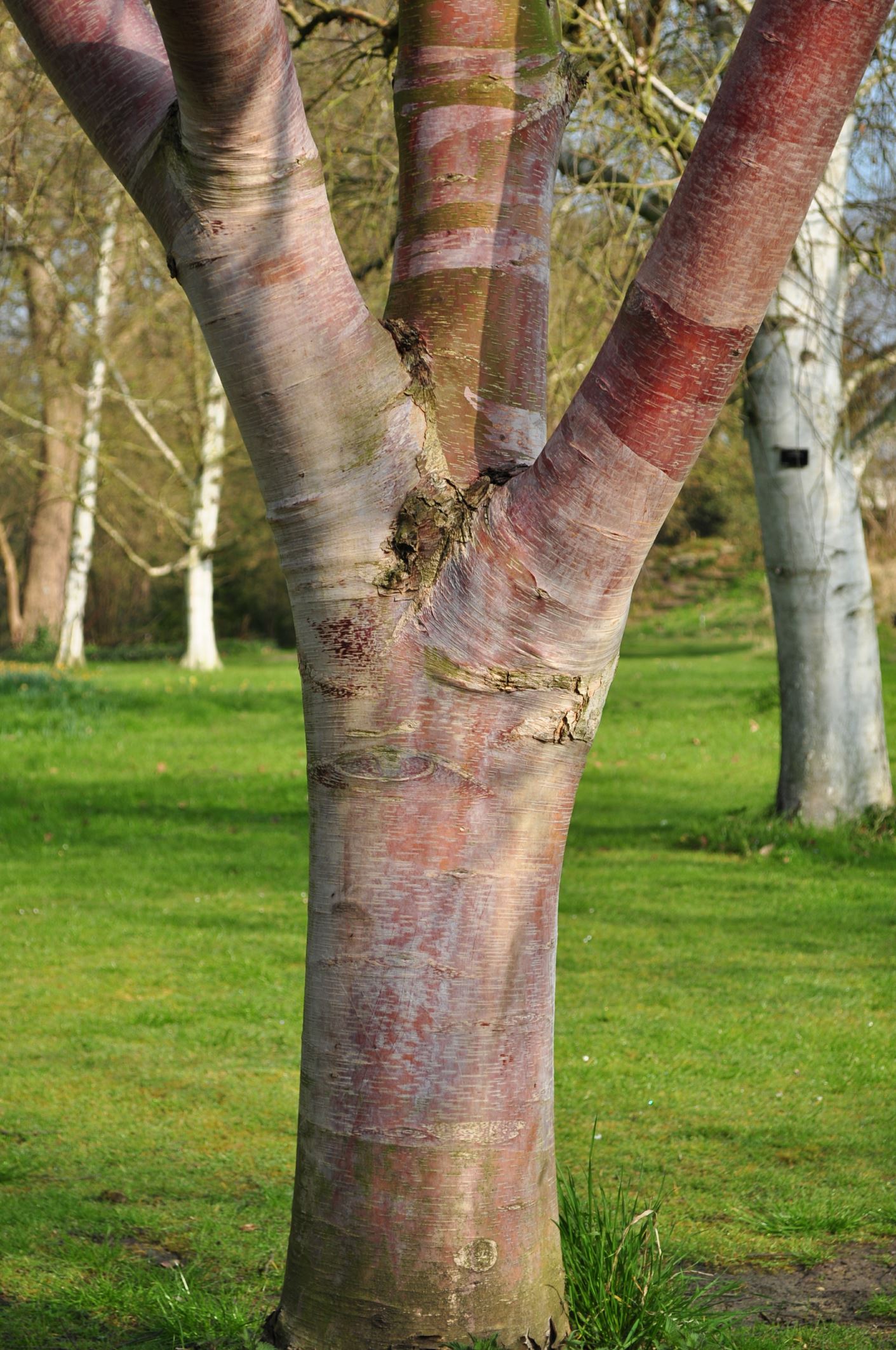 Image of Betula utilis subsp. albosinensis