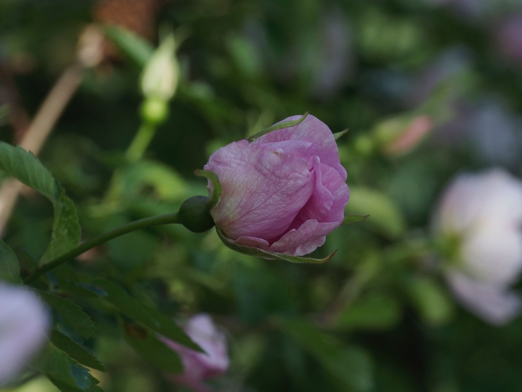 Image of Rosa nutkana Ã— R. pimpinellifolia 'Grandiflora'