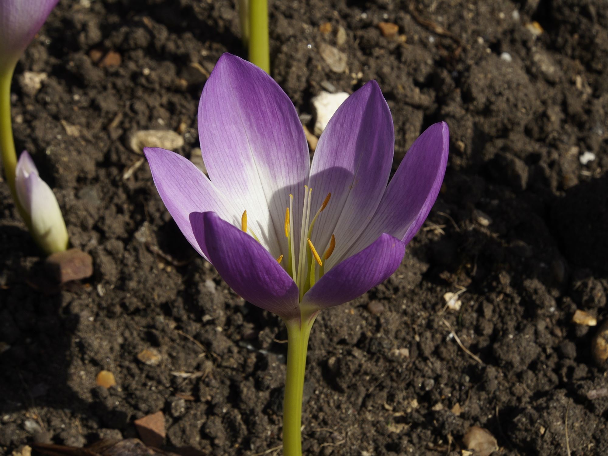 Image of Colchicum speciosum