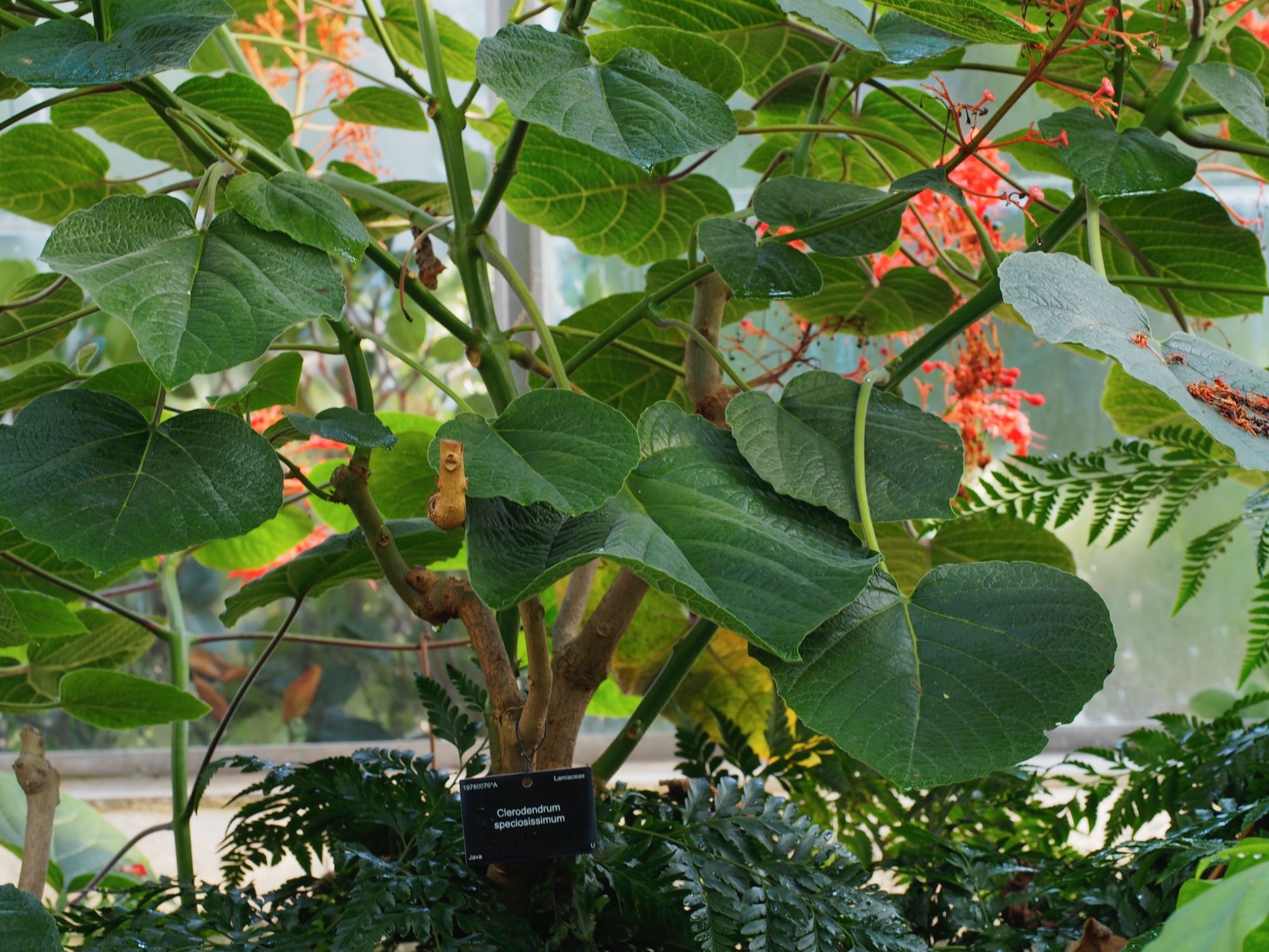 Image of Clerodendrum speciosissimum
