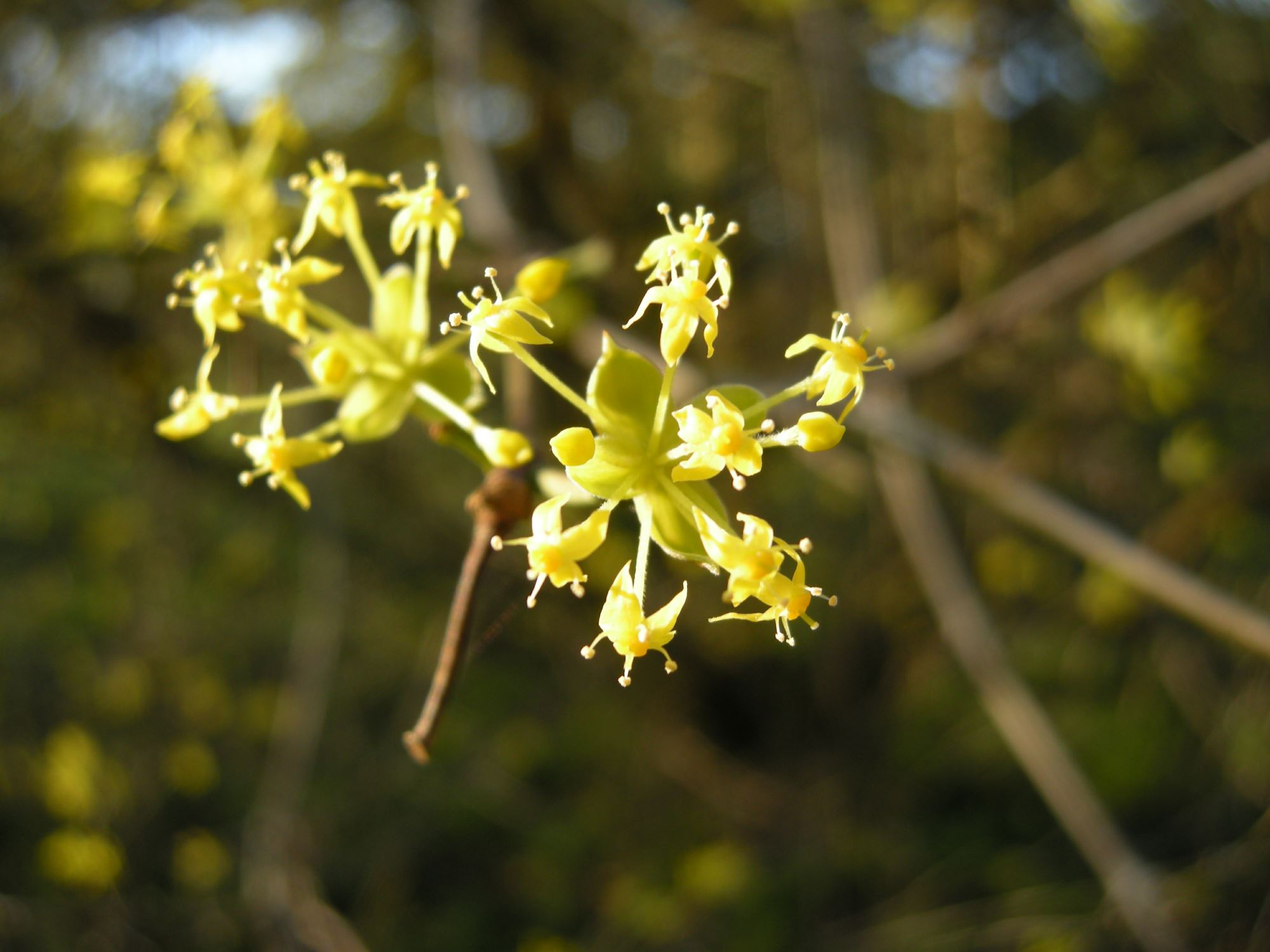 Image of Cornus officinalis