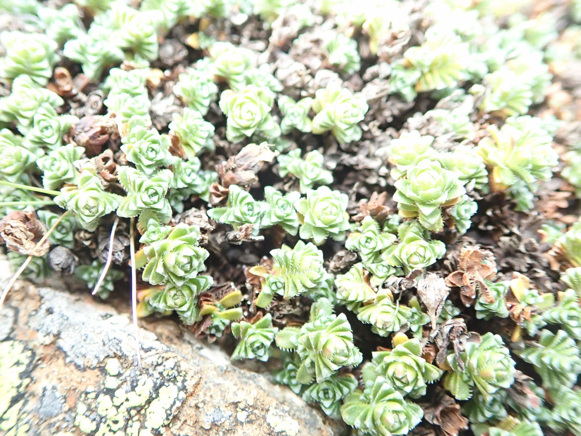 Image of Saxifraga oppositifolia