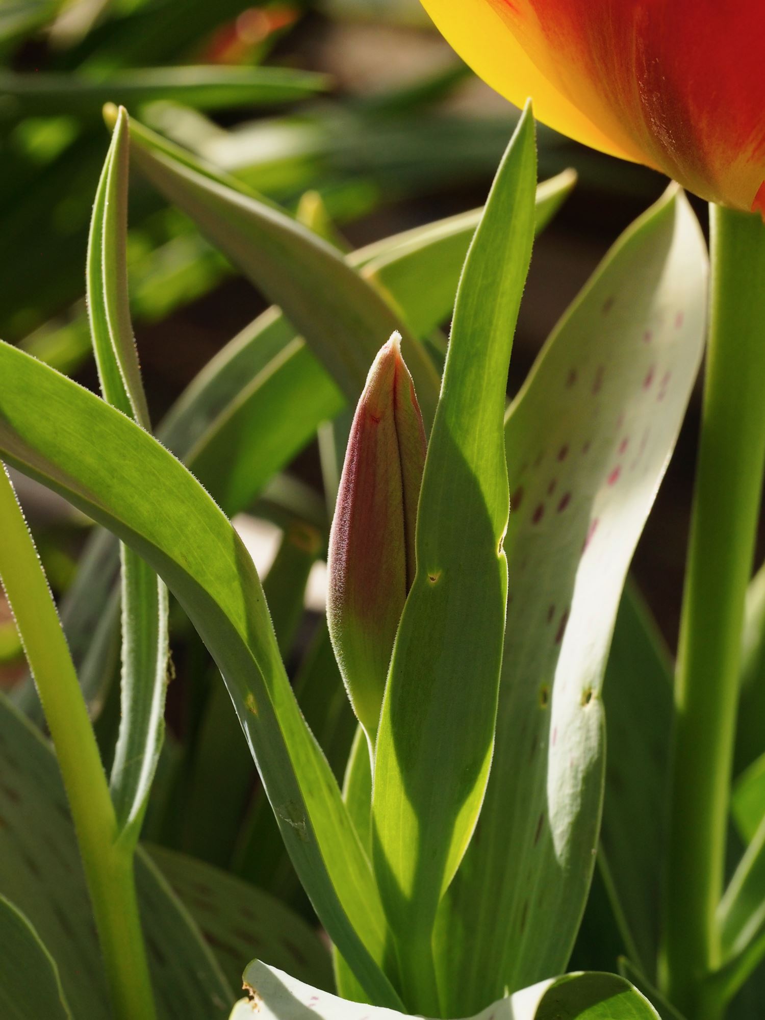 Image of Tulipa greigii