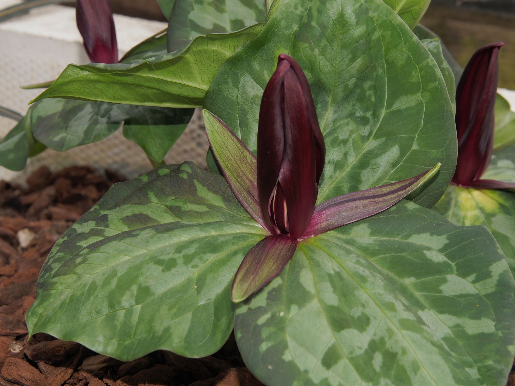 Image of Trillium chloropetalum