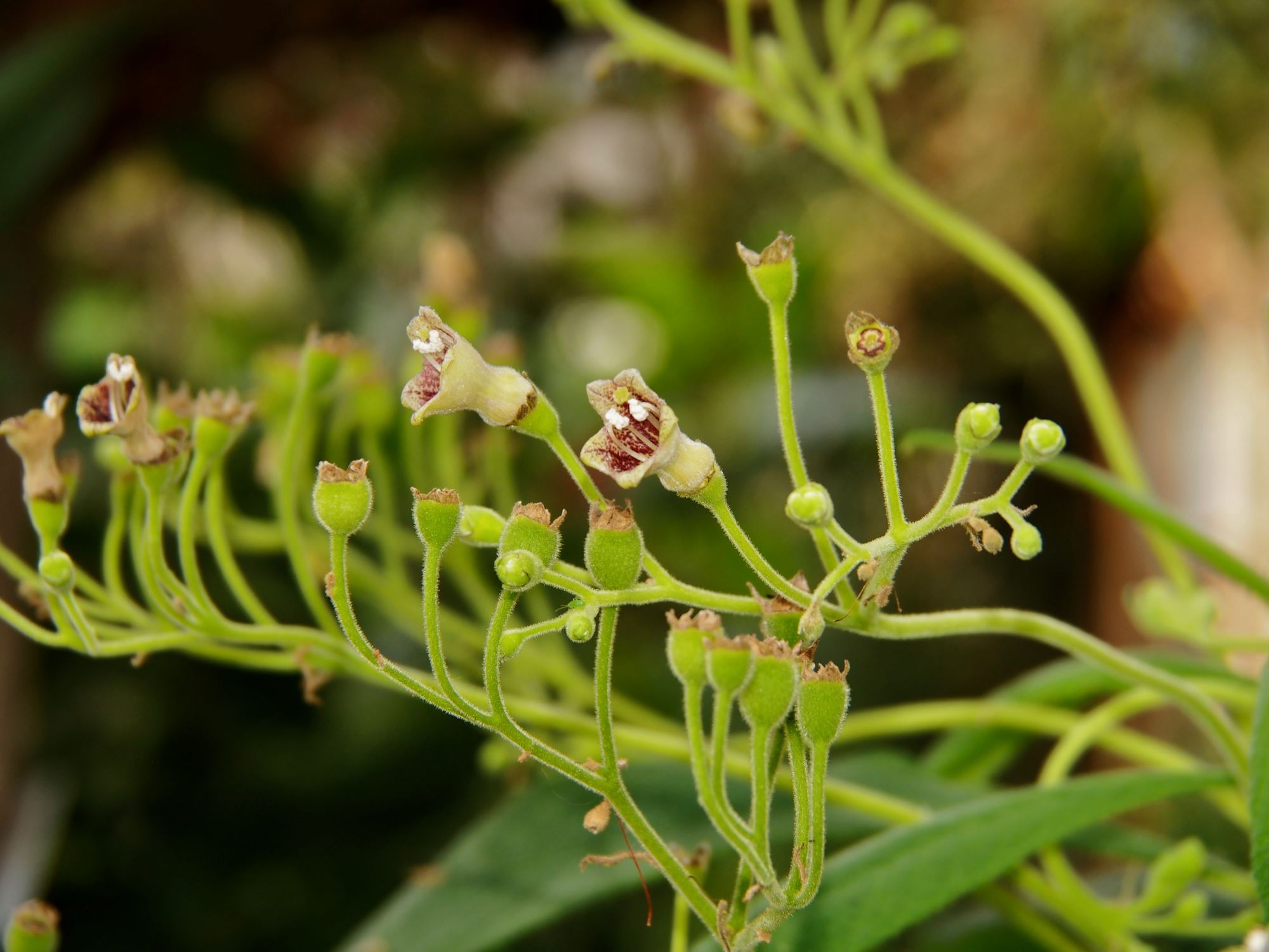 Image of Rhytidophyllum tomentosum