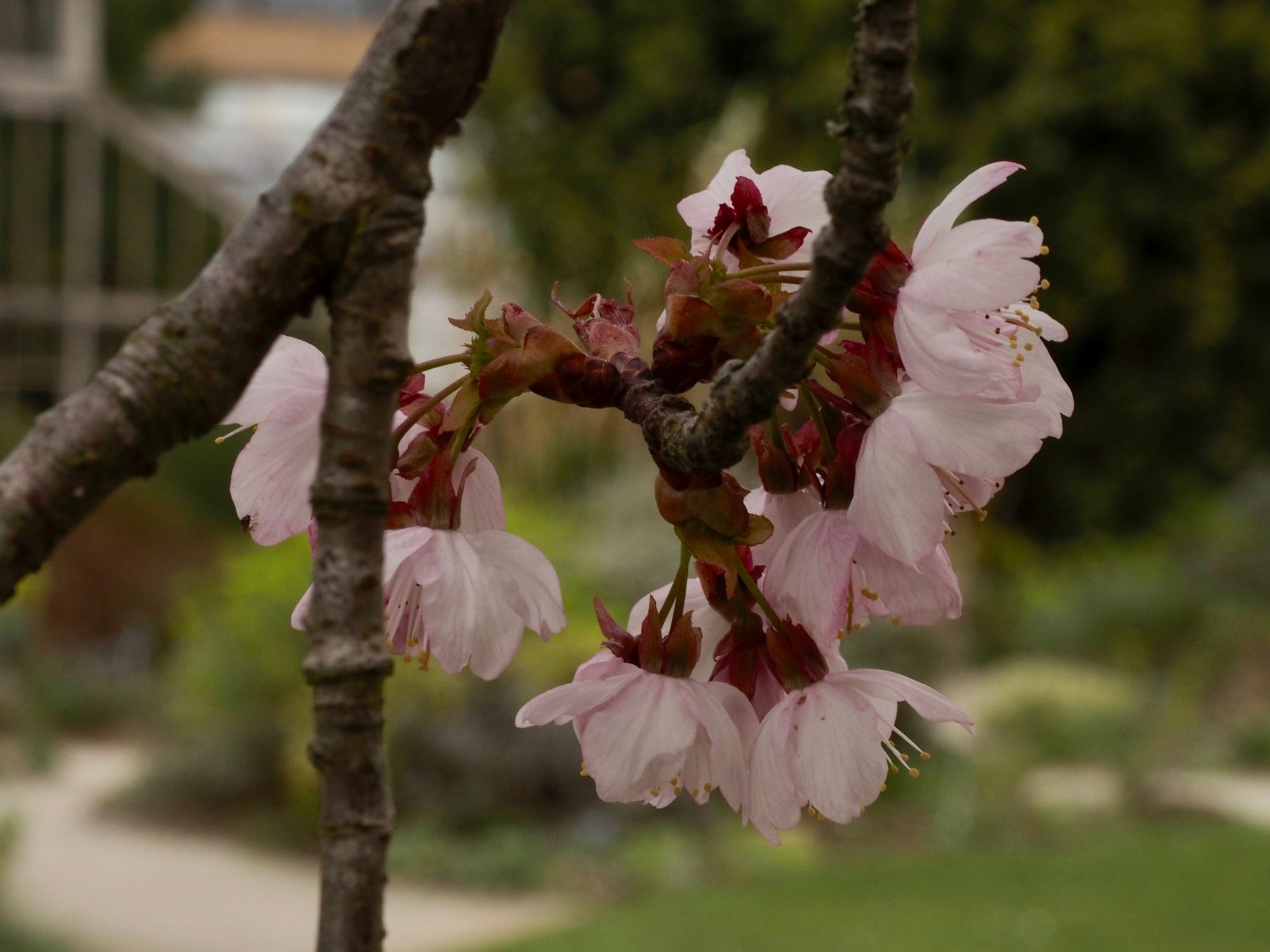 Image of Prunus cyclamina
