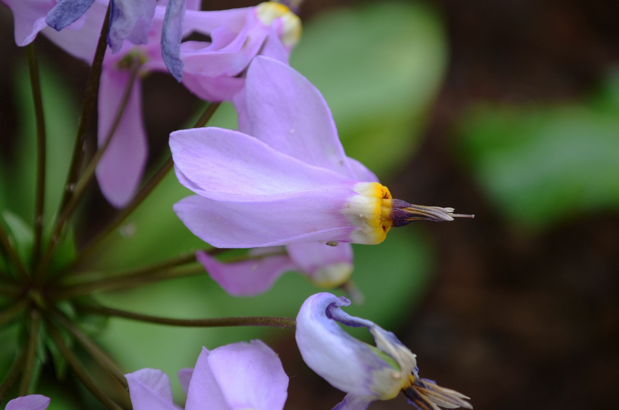 Image of Primula meadia