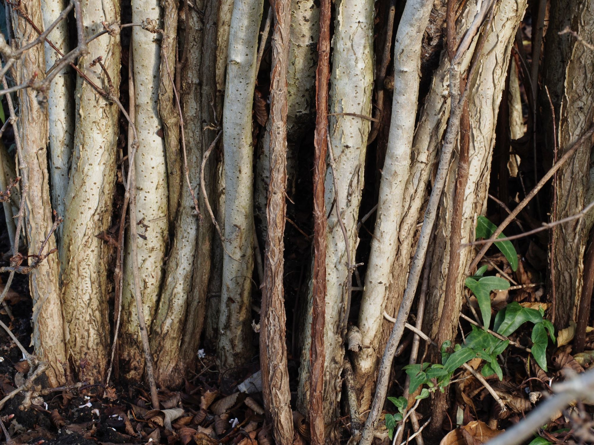 Image of Viburnum farreri