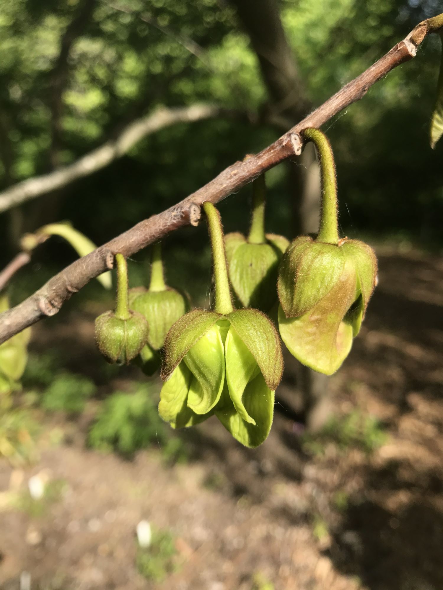Image of Asimina triloba