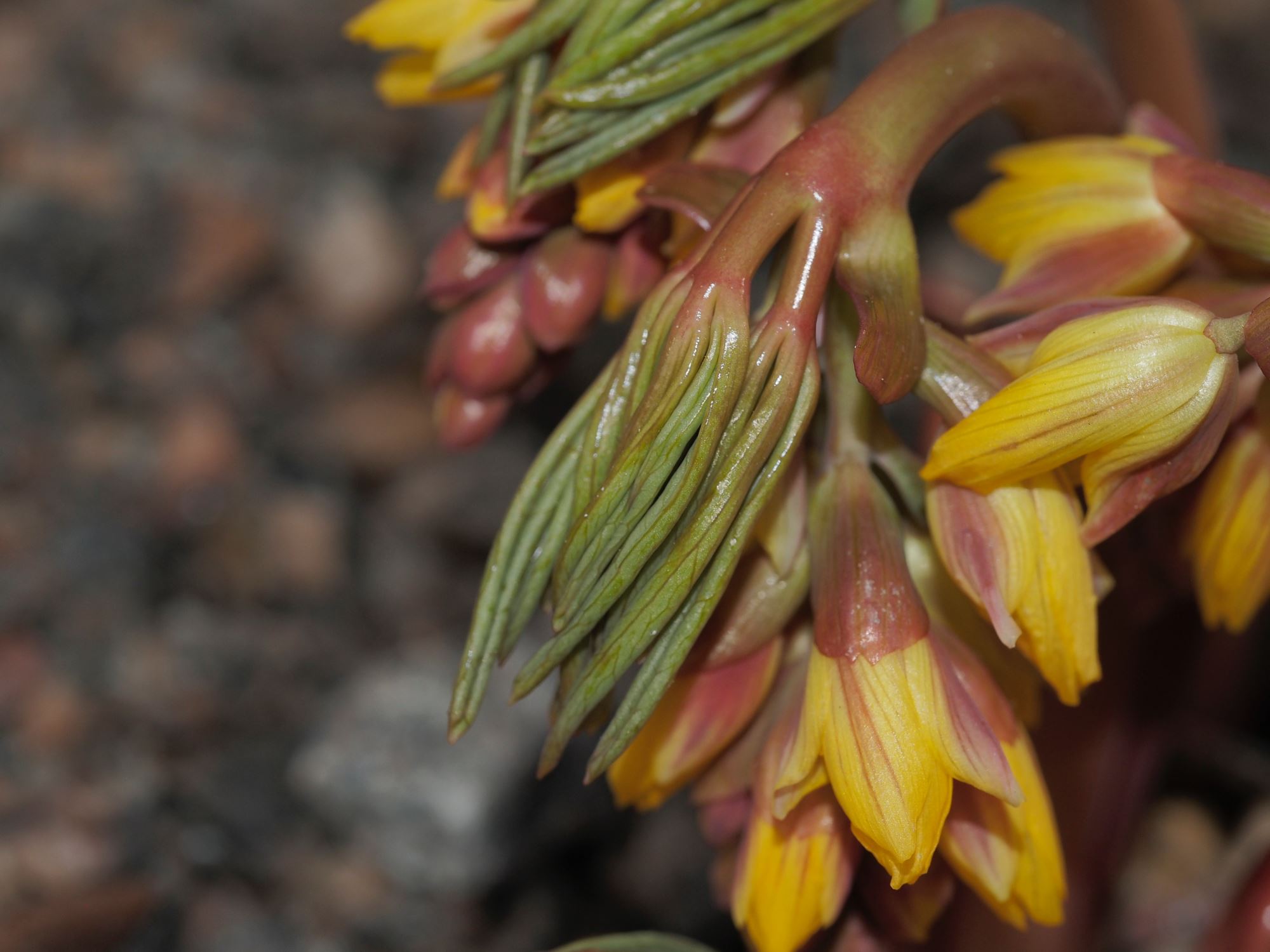 Image of Gymnospermium albertii