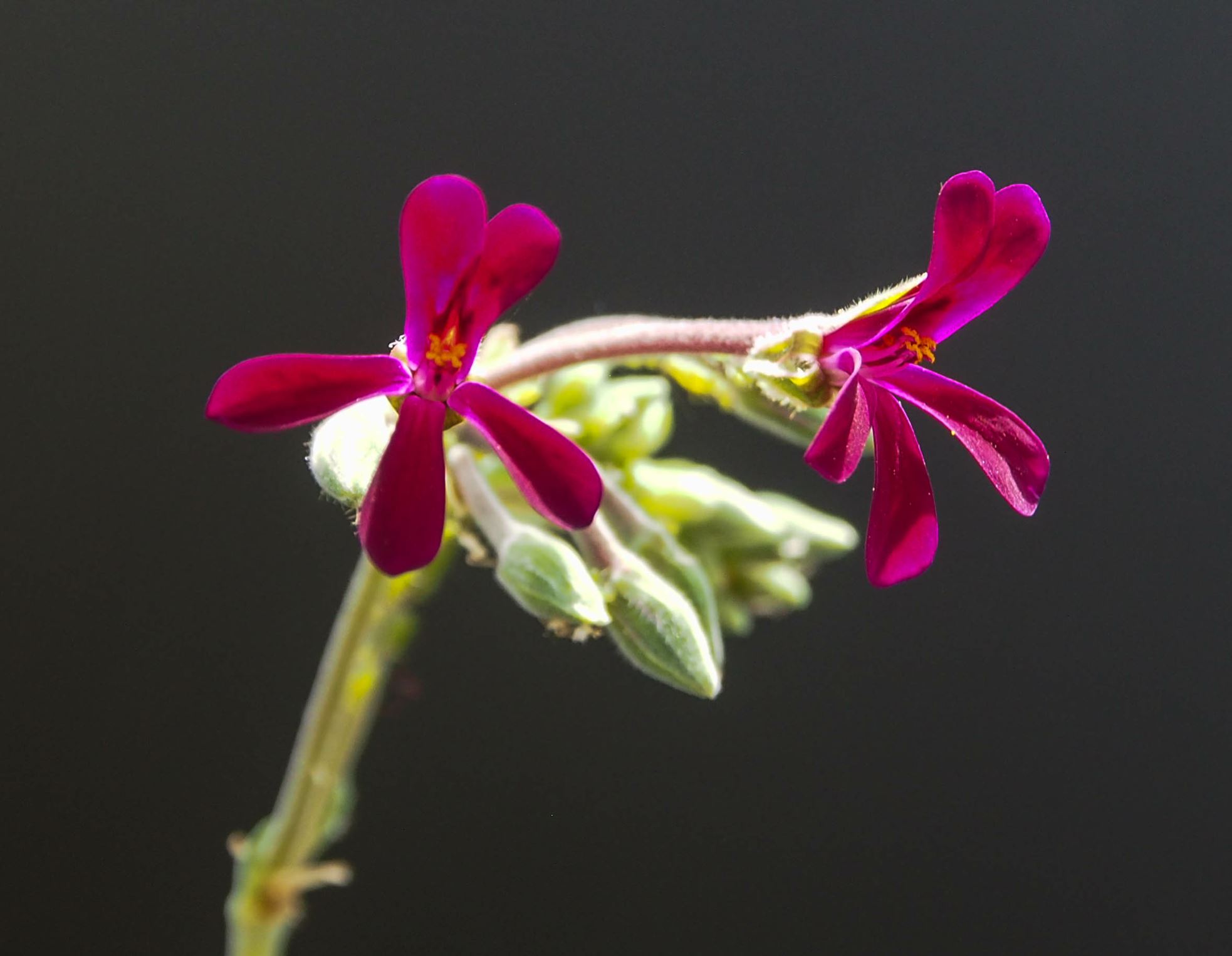 Image of Pelargonium sidoides