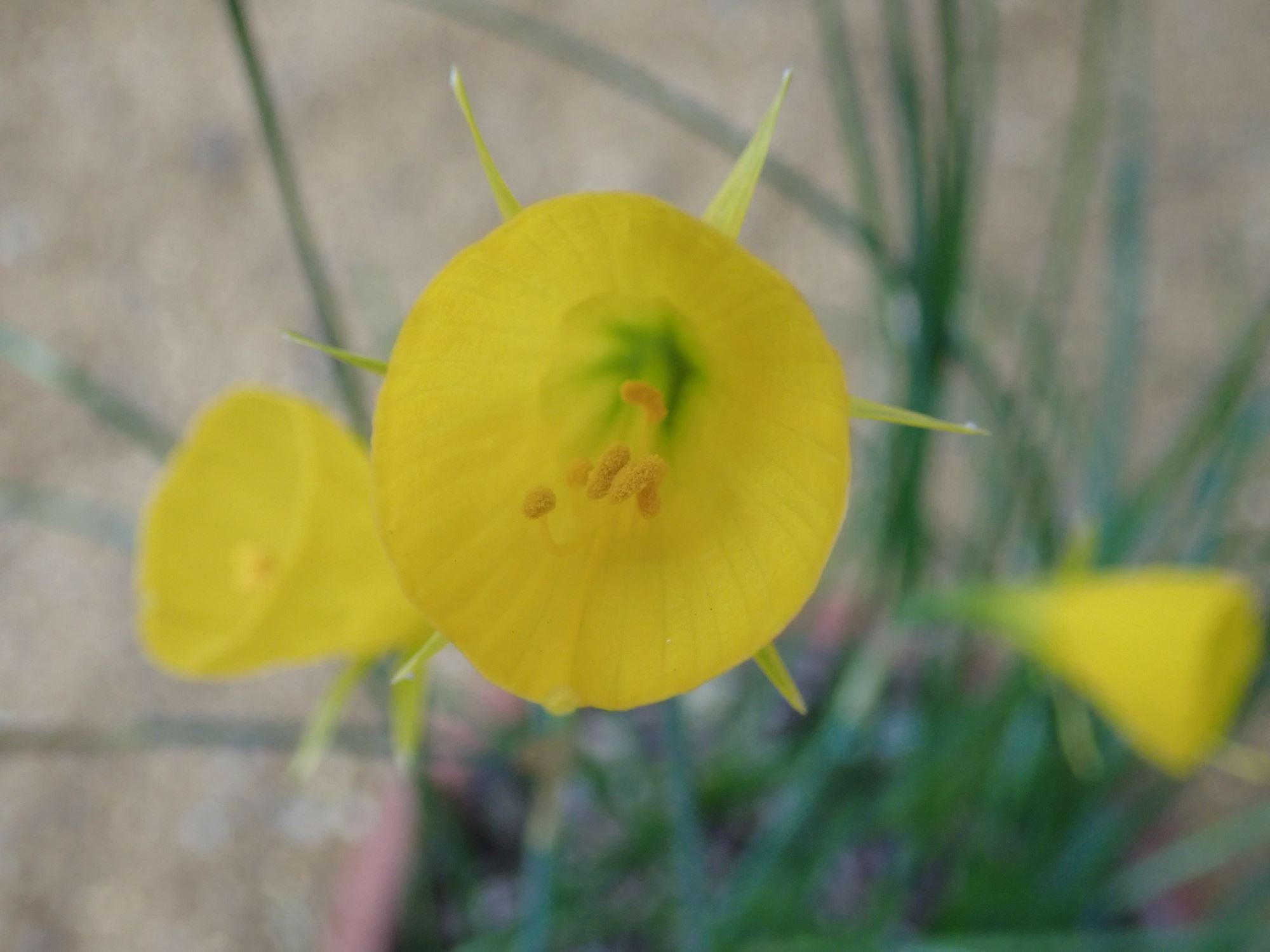 Image of Narcissus obesus