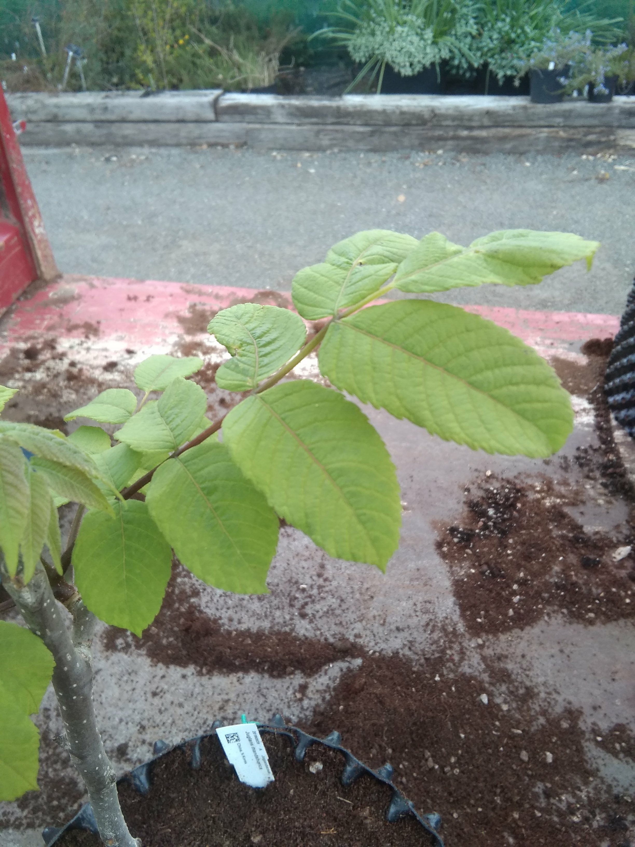 Image of Juglans mandshurica