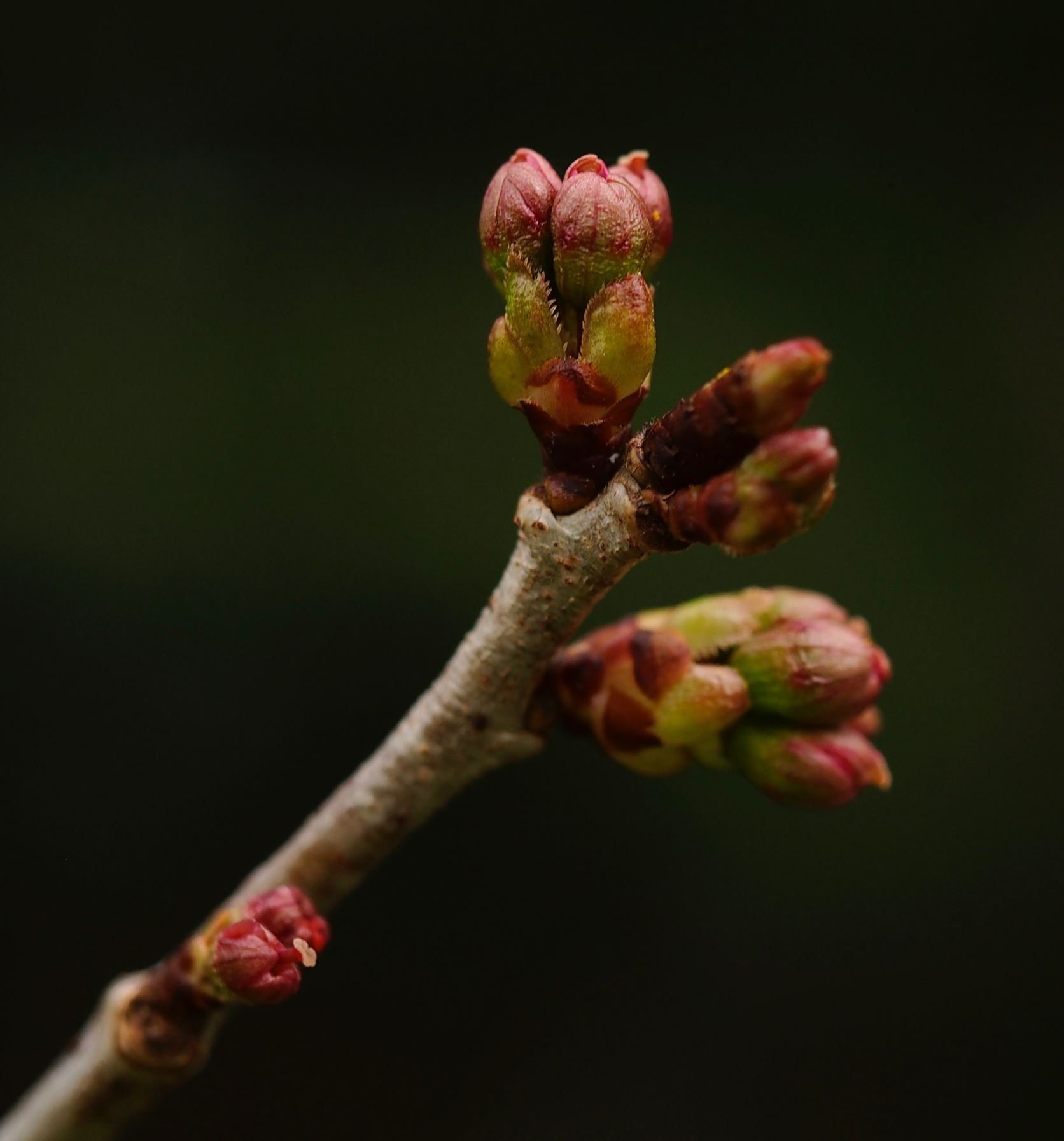 Image of Prunus pseudocerasus var. cantabrigiensis
