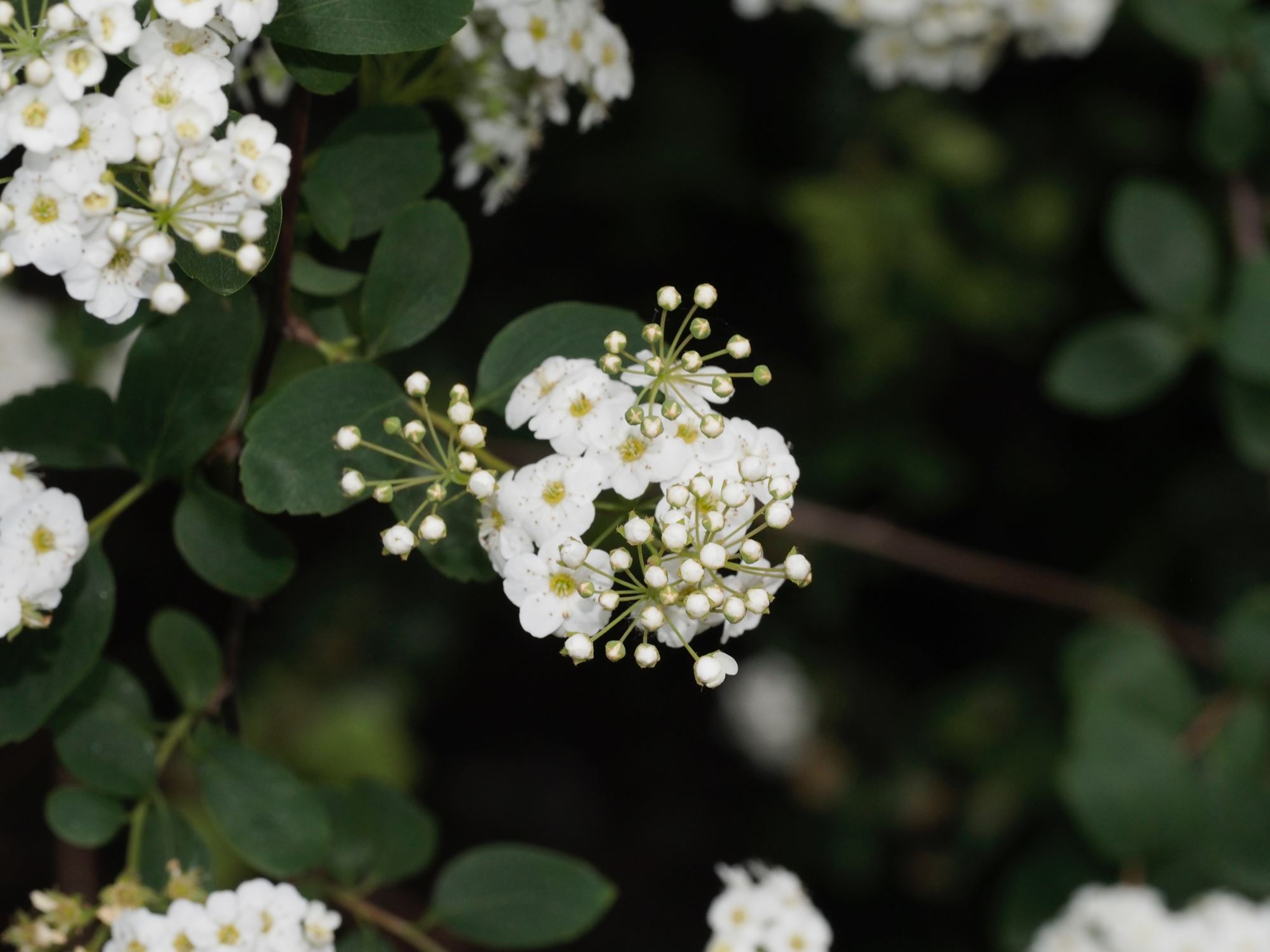Image of Spiraea Ã— vanhouttei