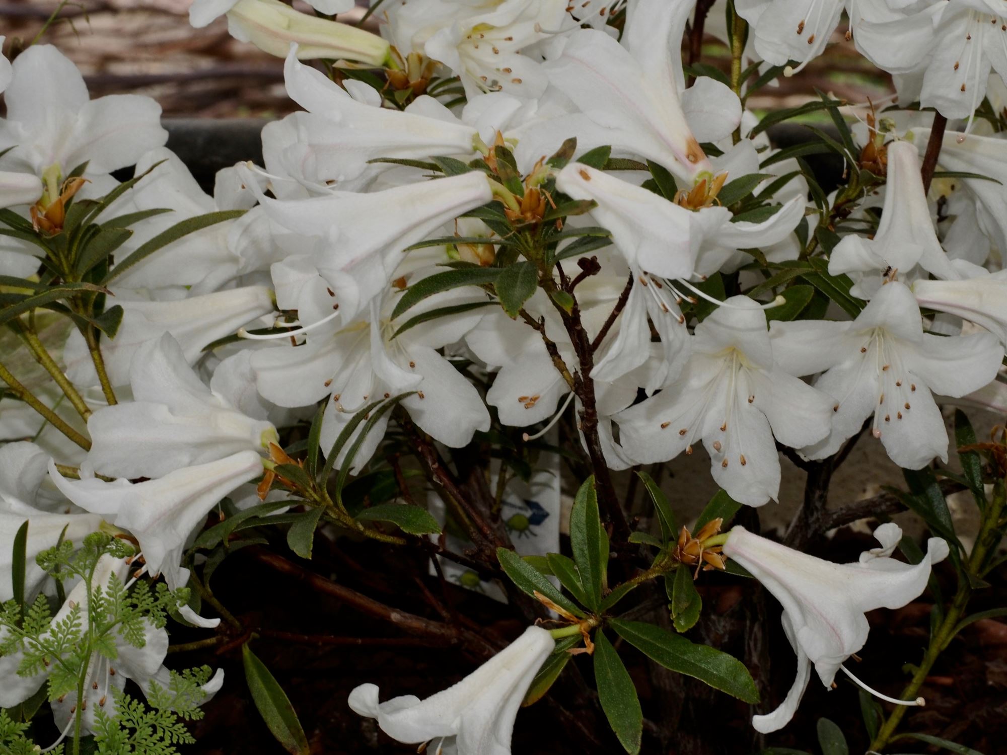 Image of Rhododendron formosum var. formosum