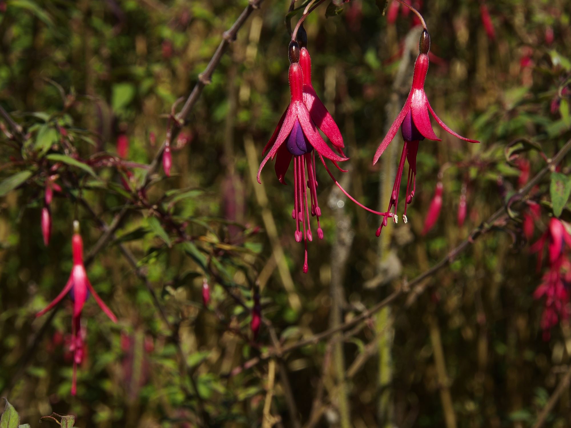 Image of Fuchsia magellanica