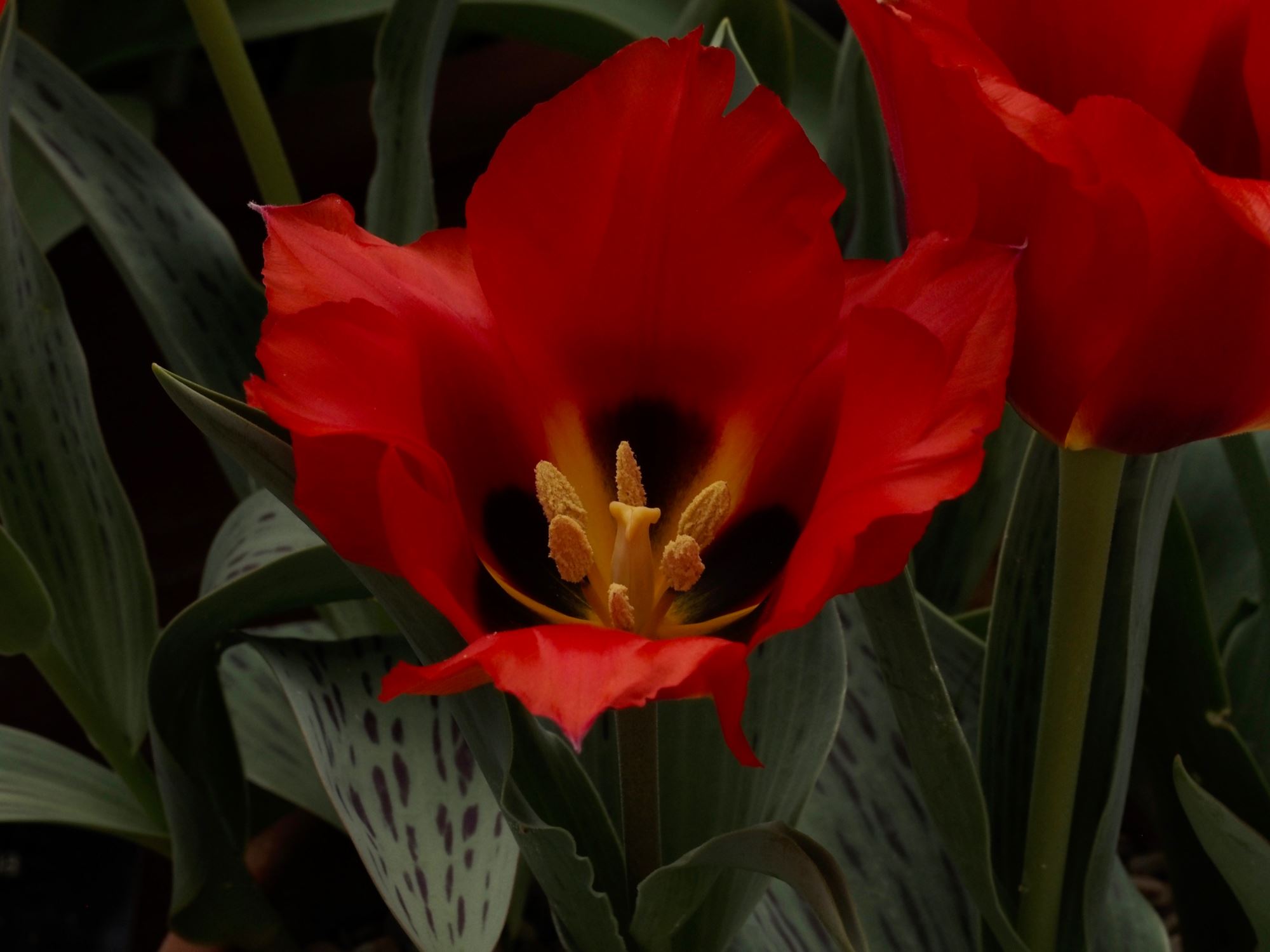 Image of Tulipa greigii