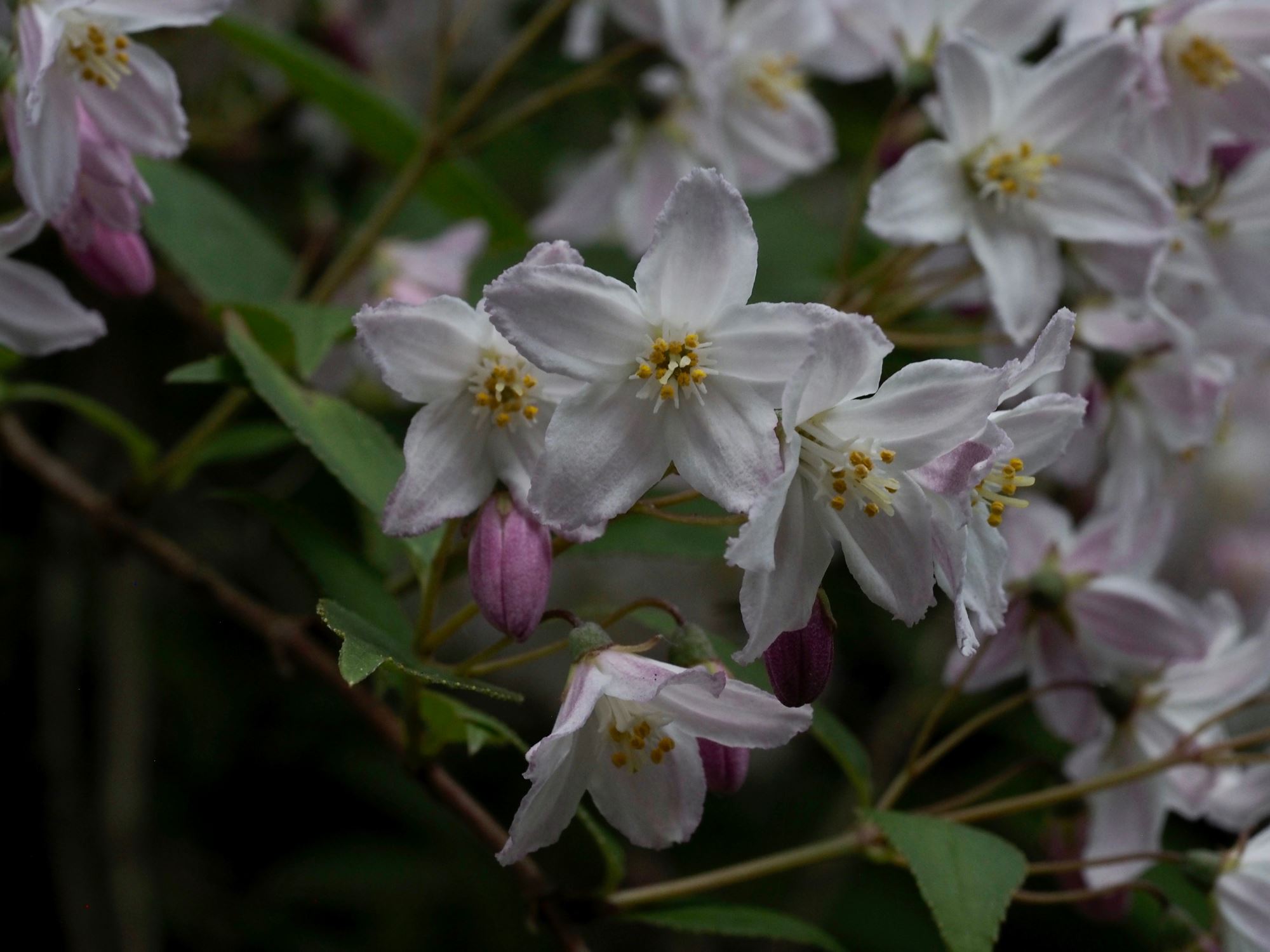 Image of Deutzia Ã— rosea