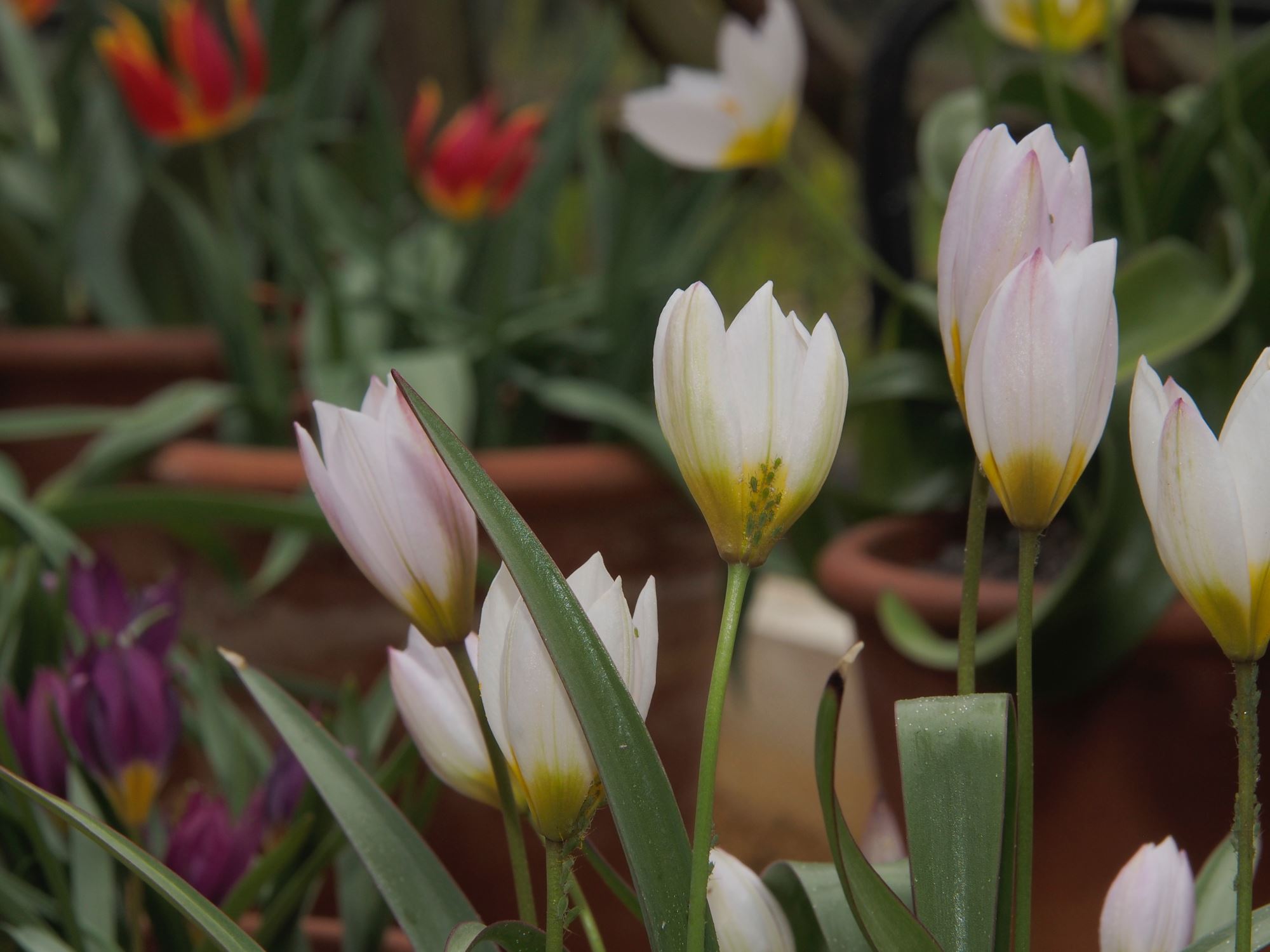 Image of Tulipa cretica