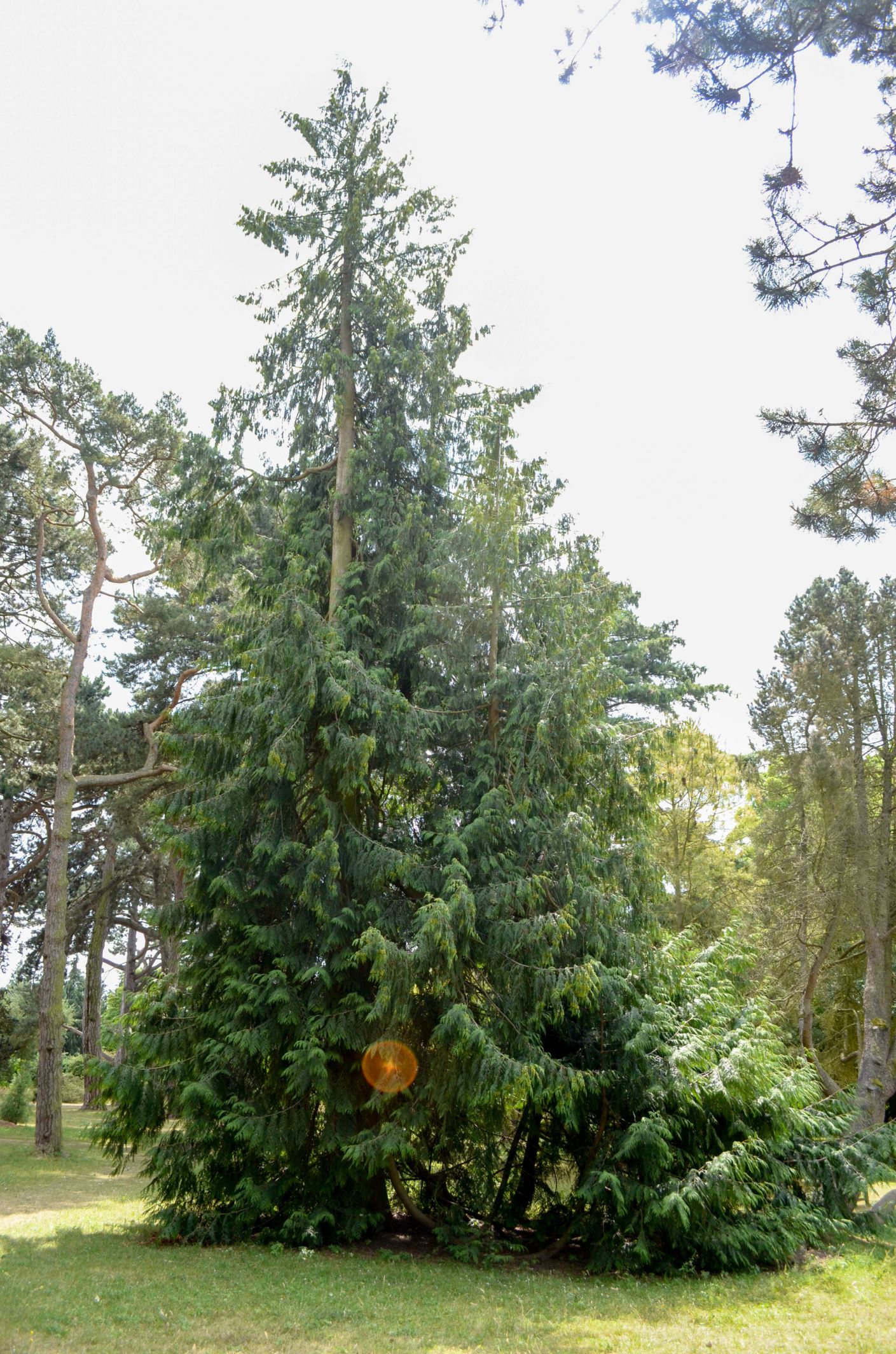 Image of Thuja plicata