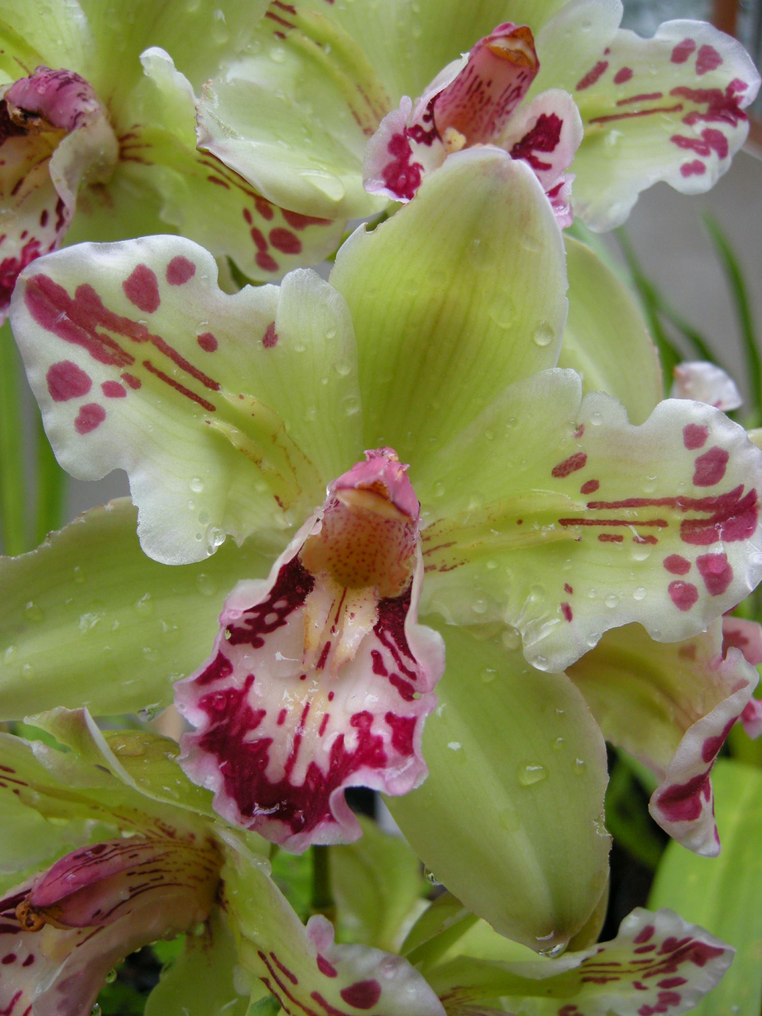 Image of Cymbidium 'Mavourneen Jester'