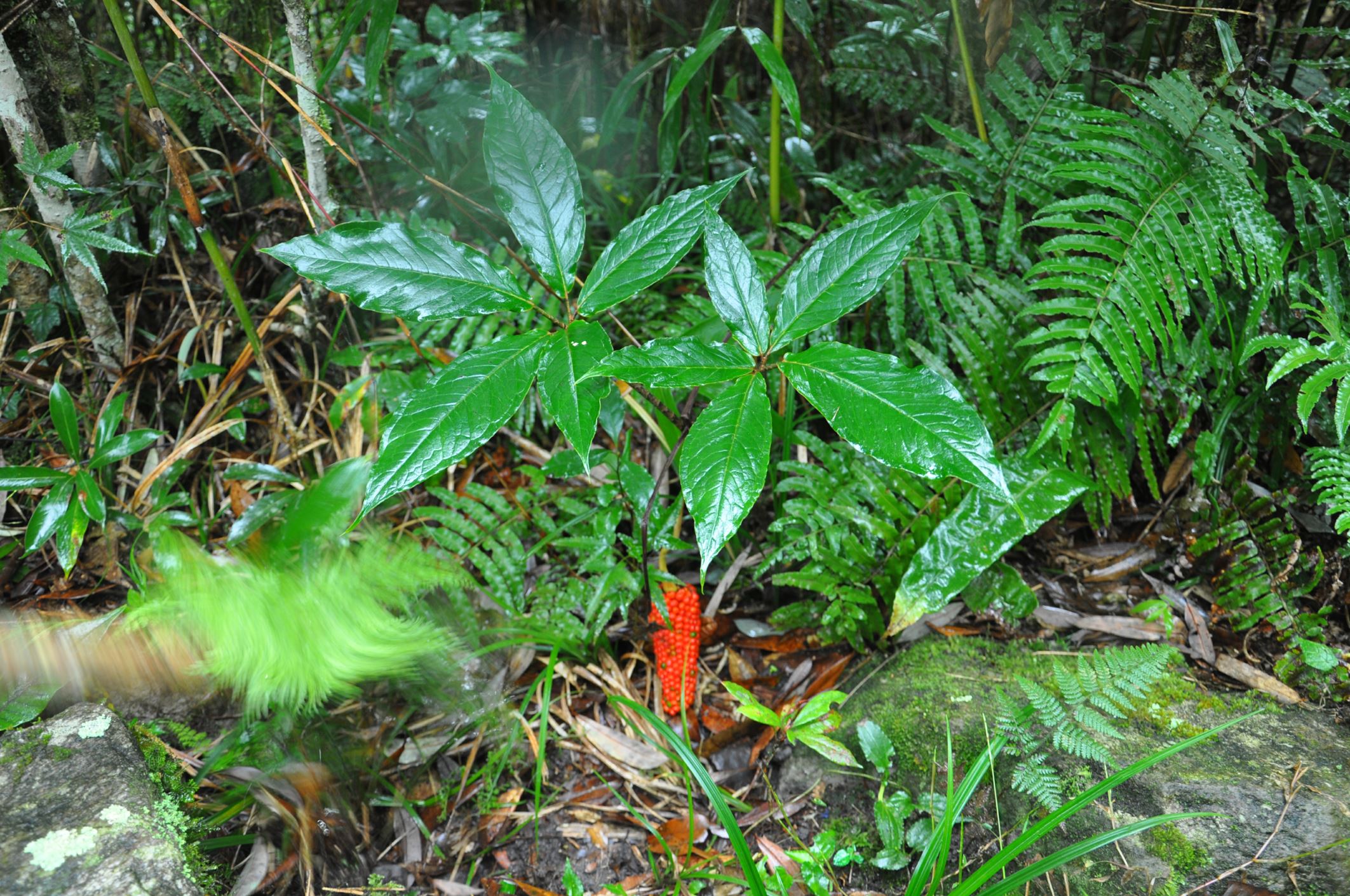 Image of Arisaema sp.