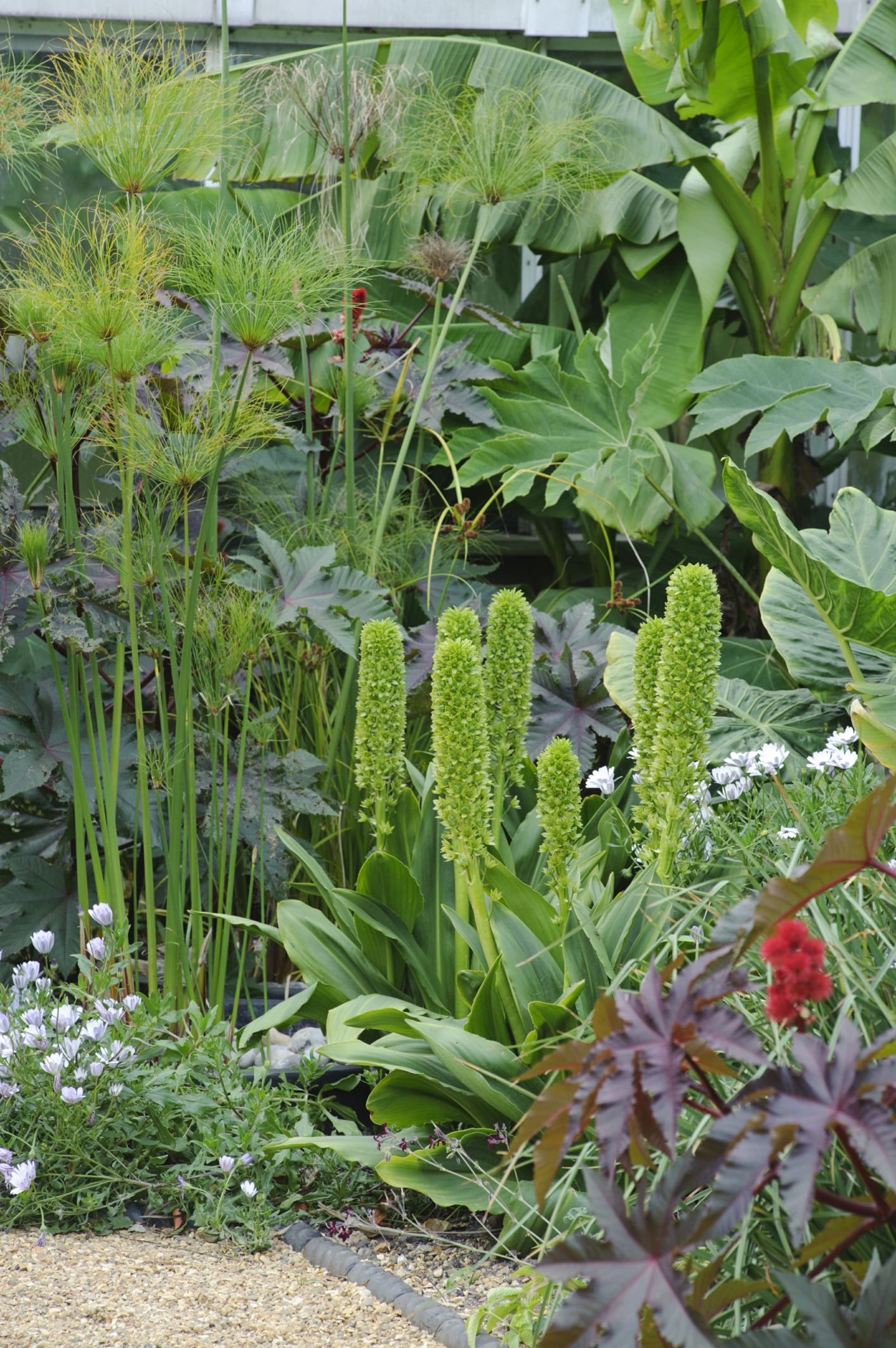 Image of Eucomis pallidiflora subsp. pole-evansii