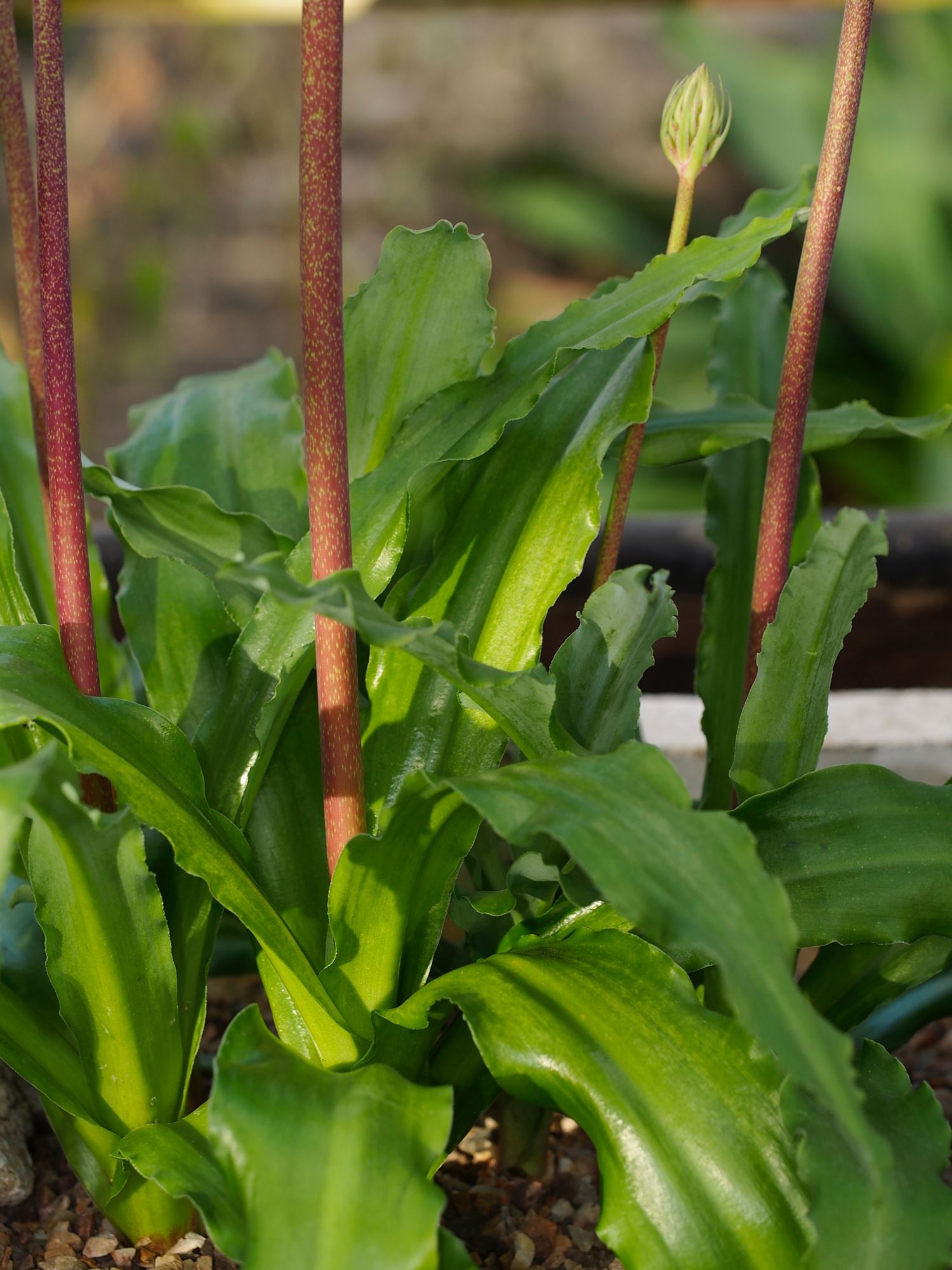 Image of Veltheimia bracteata