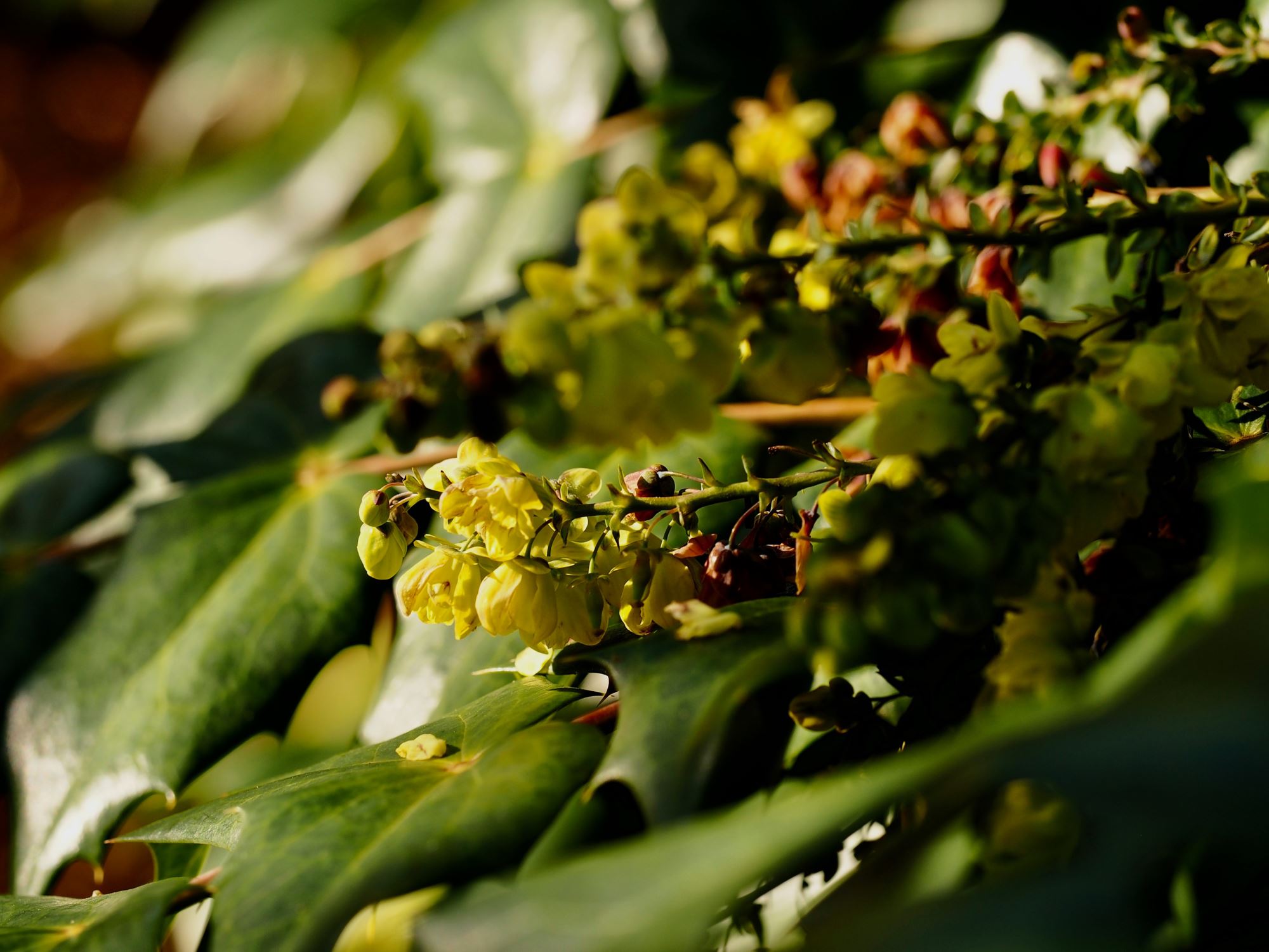 Image of Mahonia japonica 'Hiemalis'
