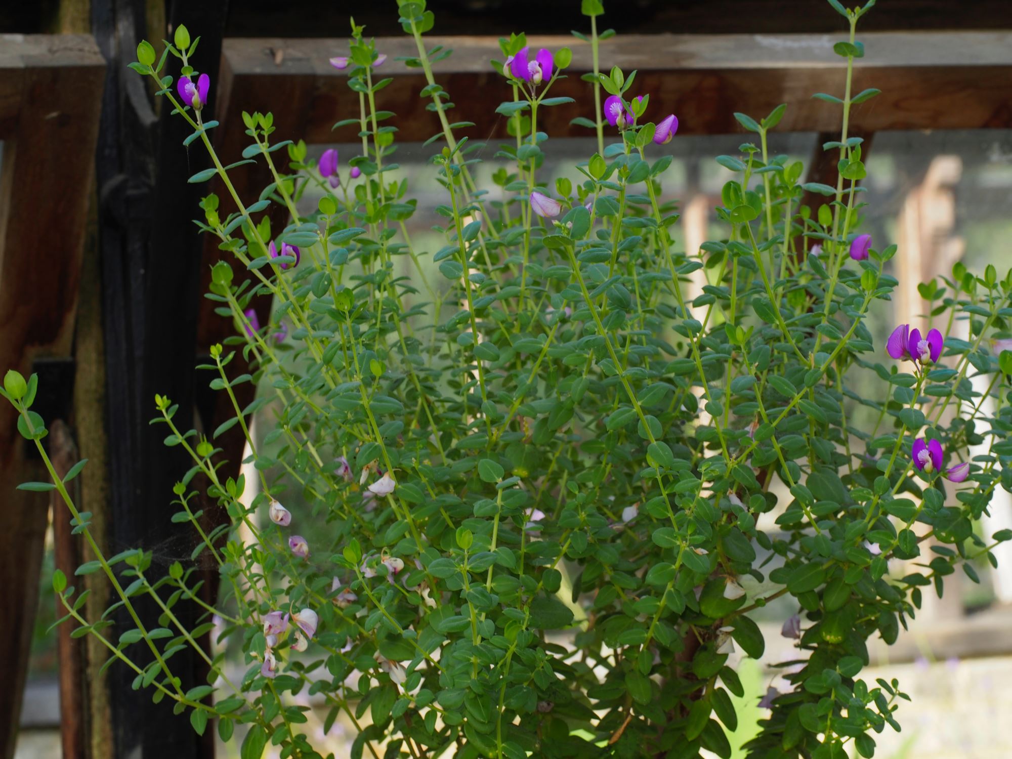 Image of Polygala fruticosa