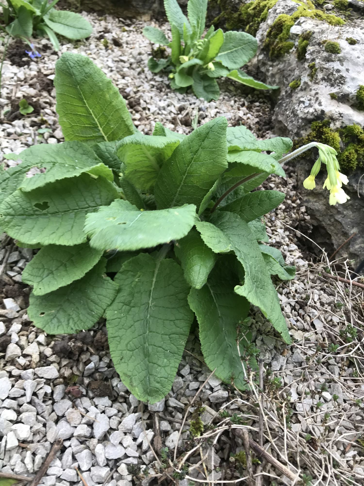 Image of Primula veris