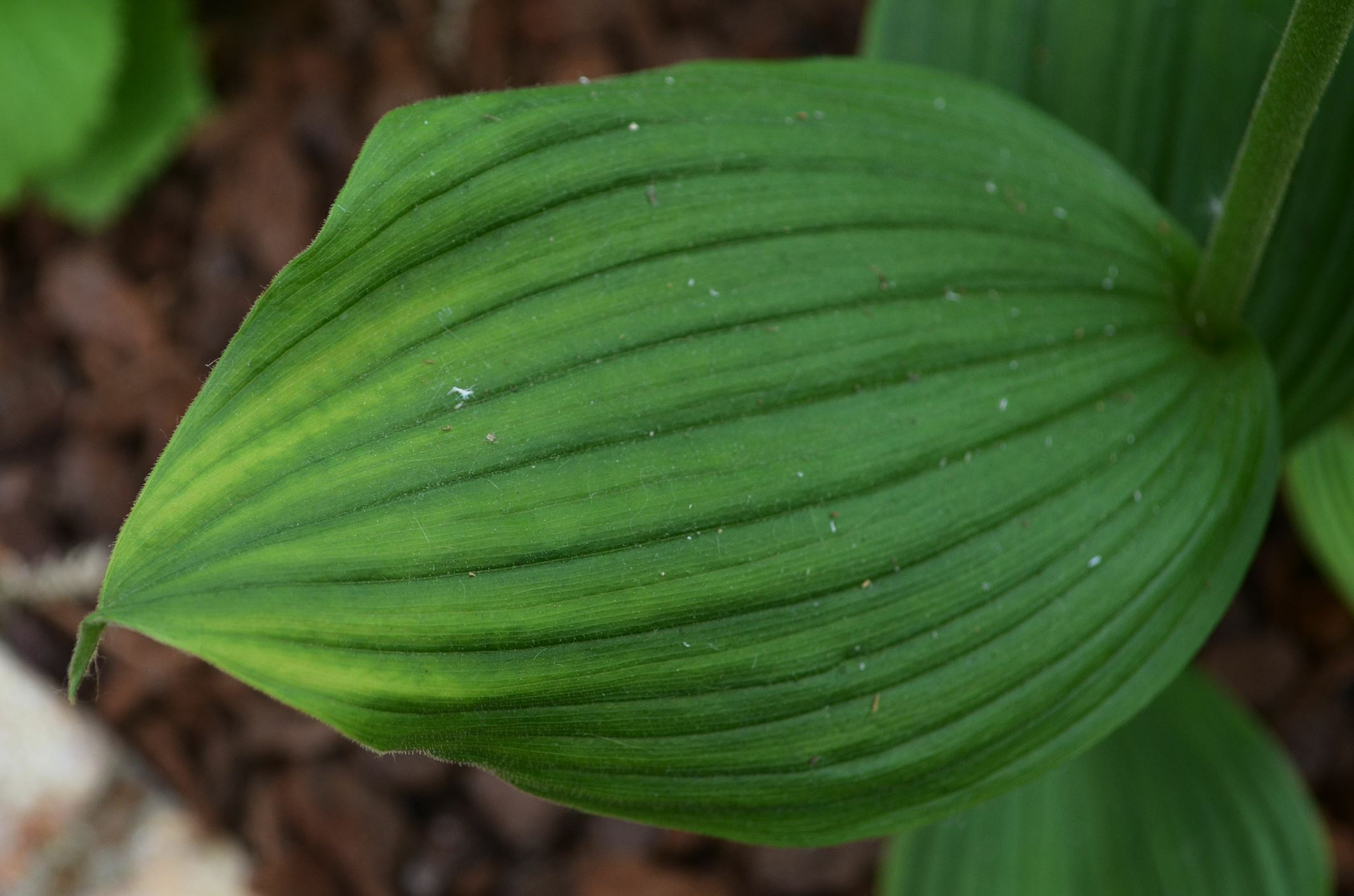 Image of Cypripedium kentuckiense