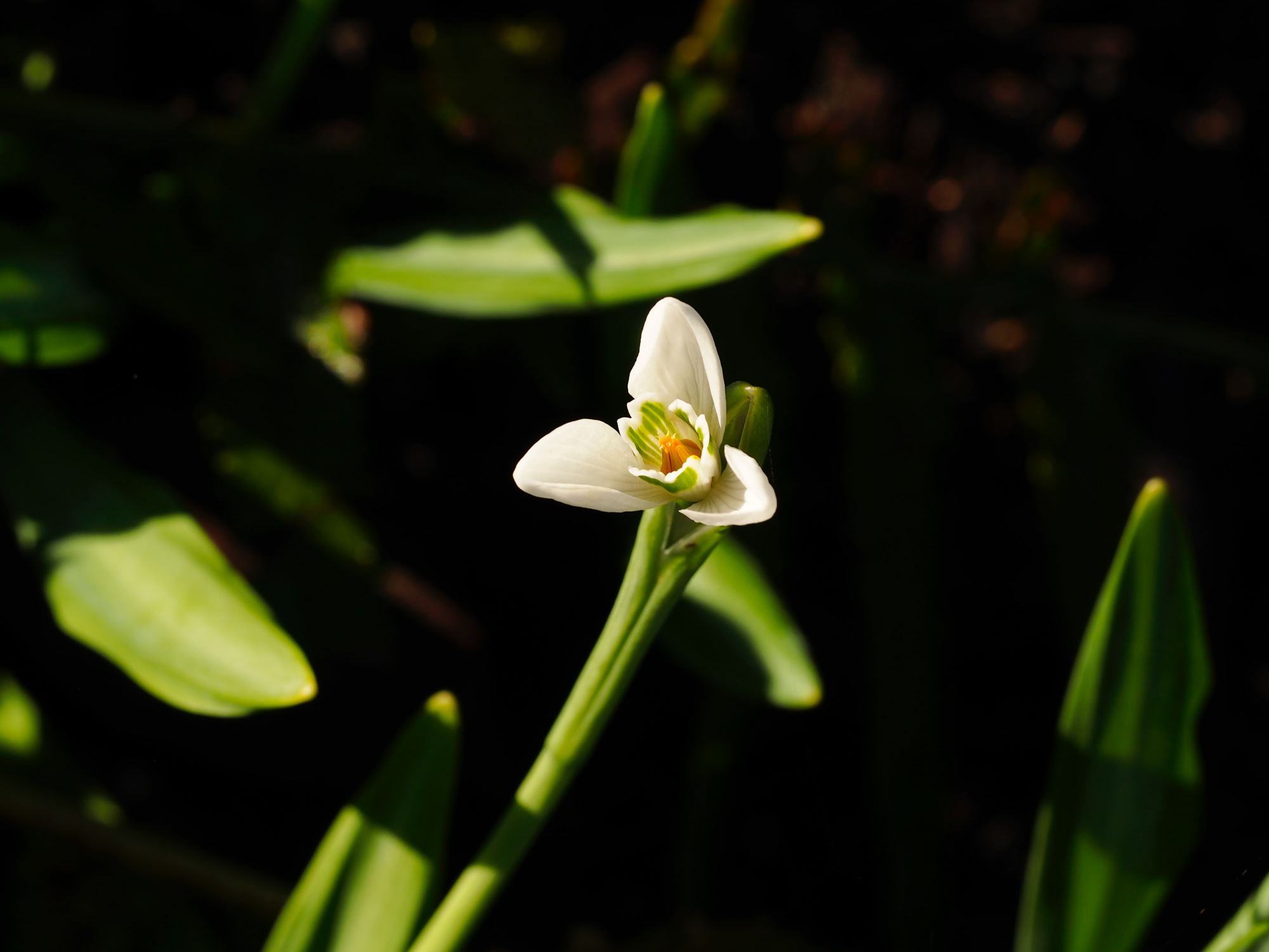 Image of Galanthus plicatus subsp. plicatus