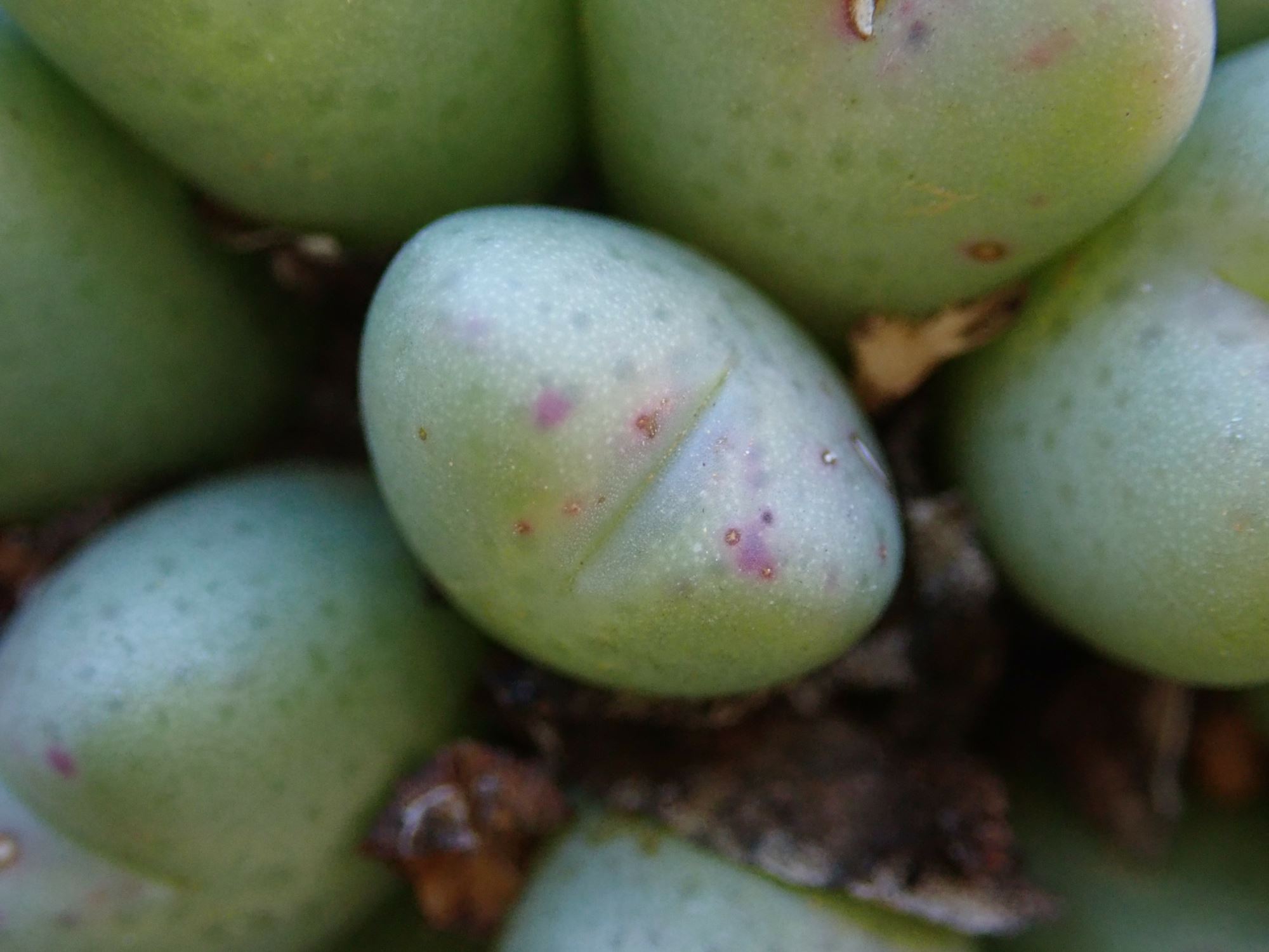 Image of Conophytum bilobum