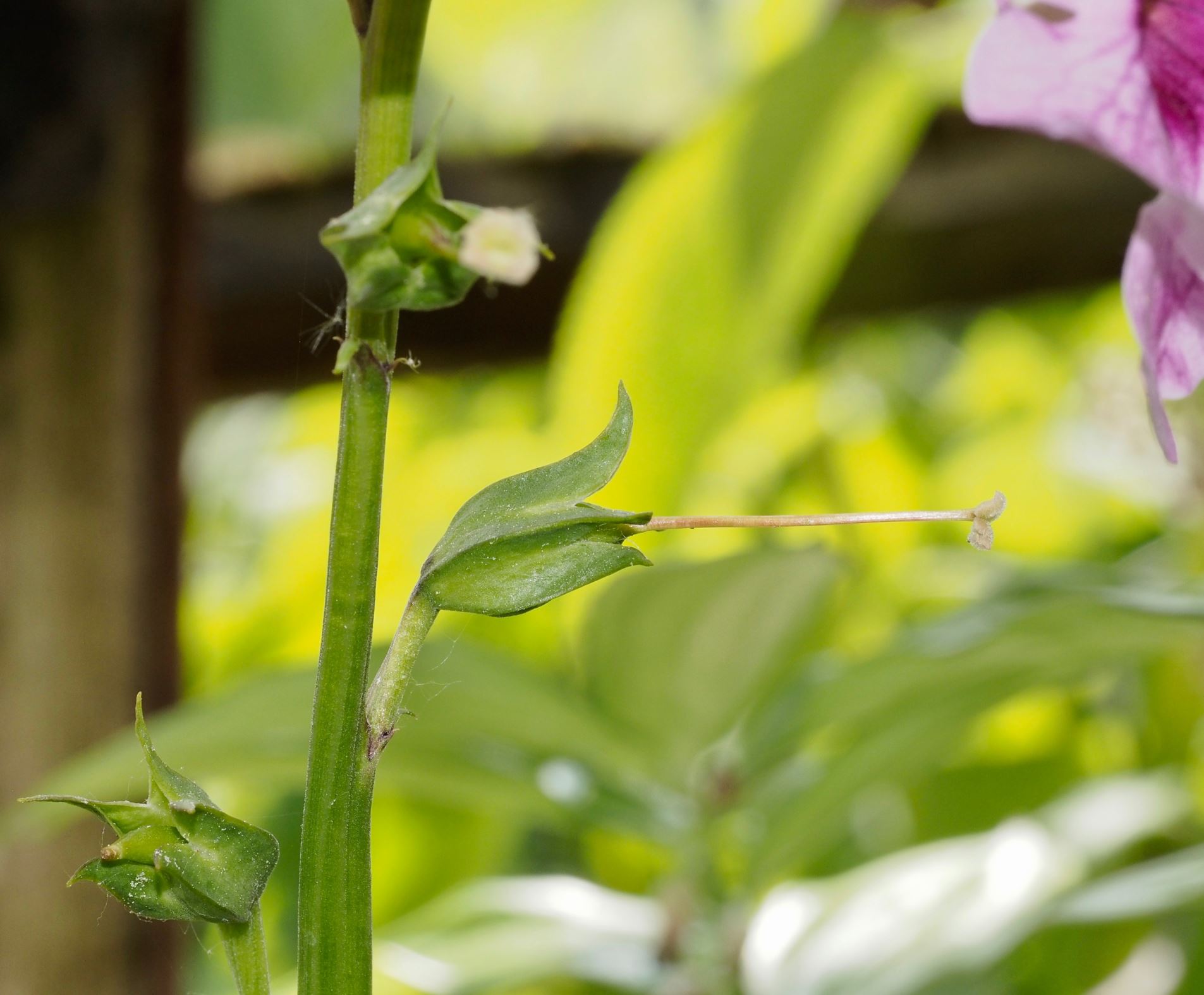 Image of Incarvillea forrestii