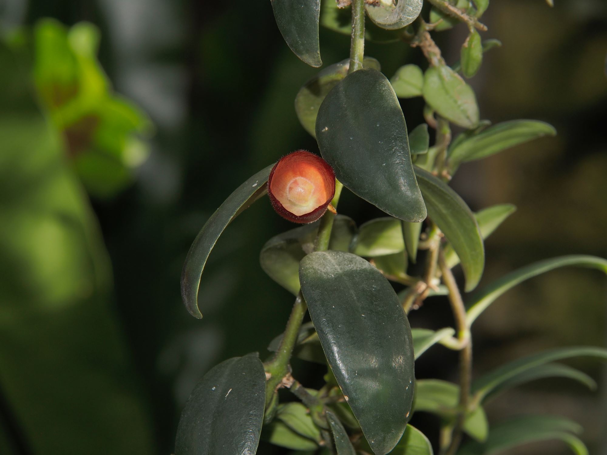 Image of Aeschynanthus pulcher