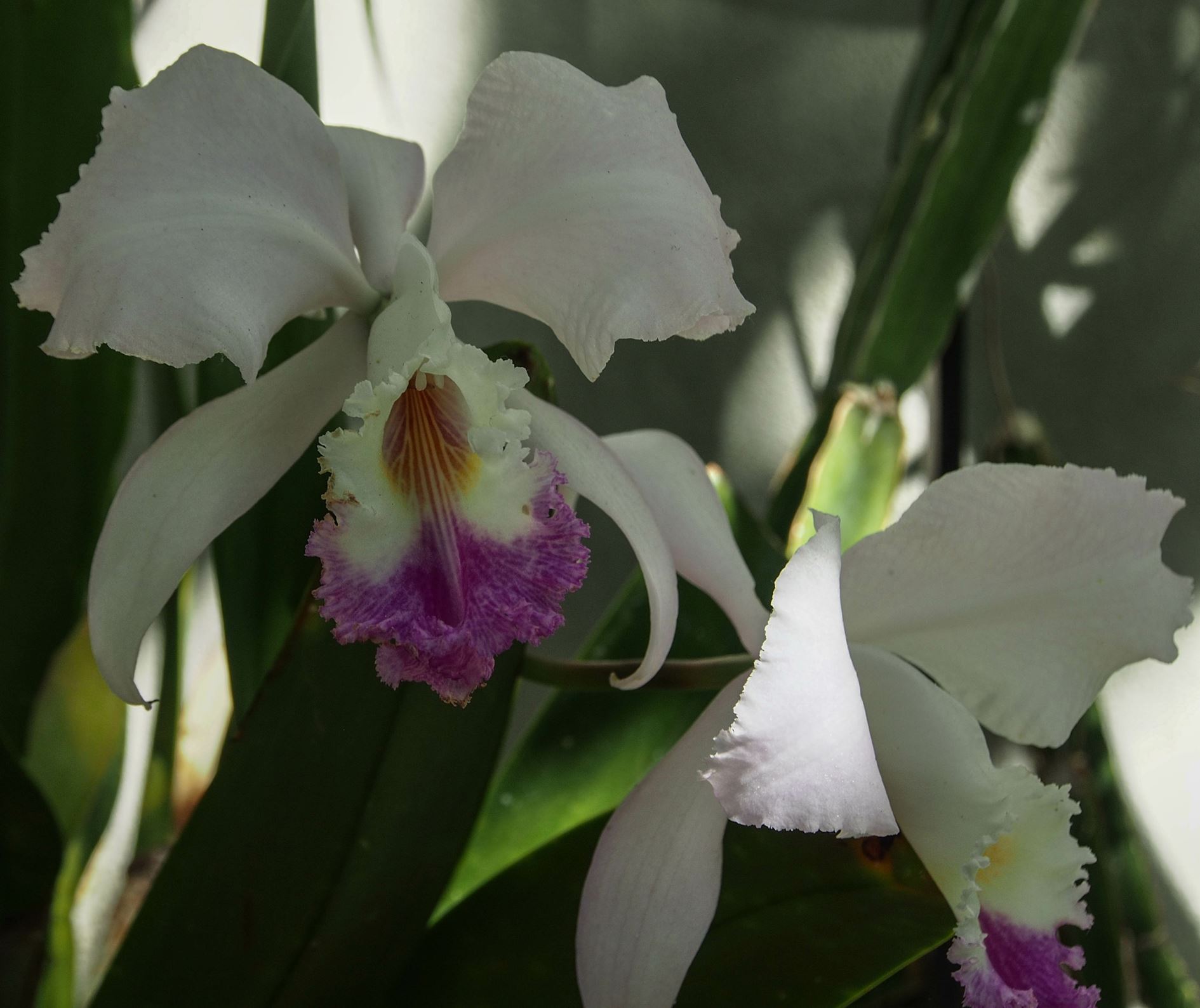 Image of Cattleya trianae