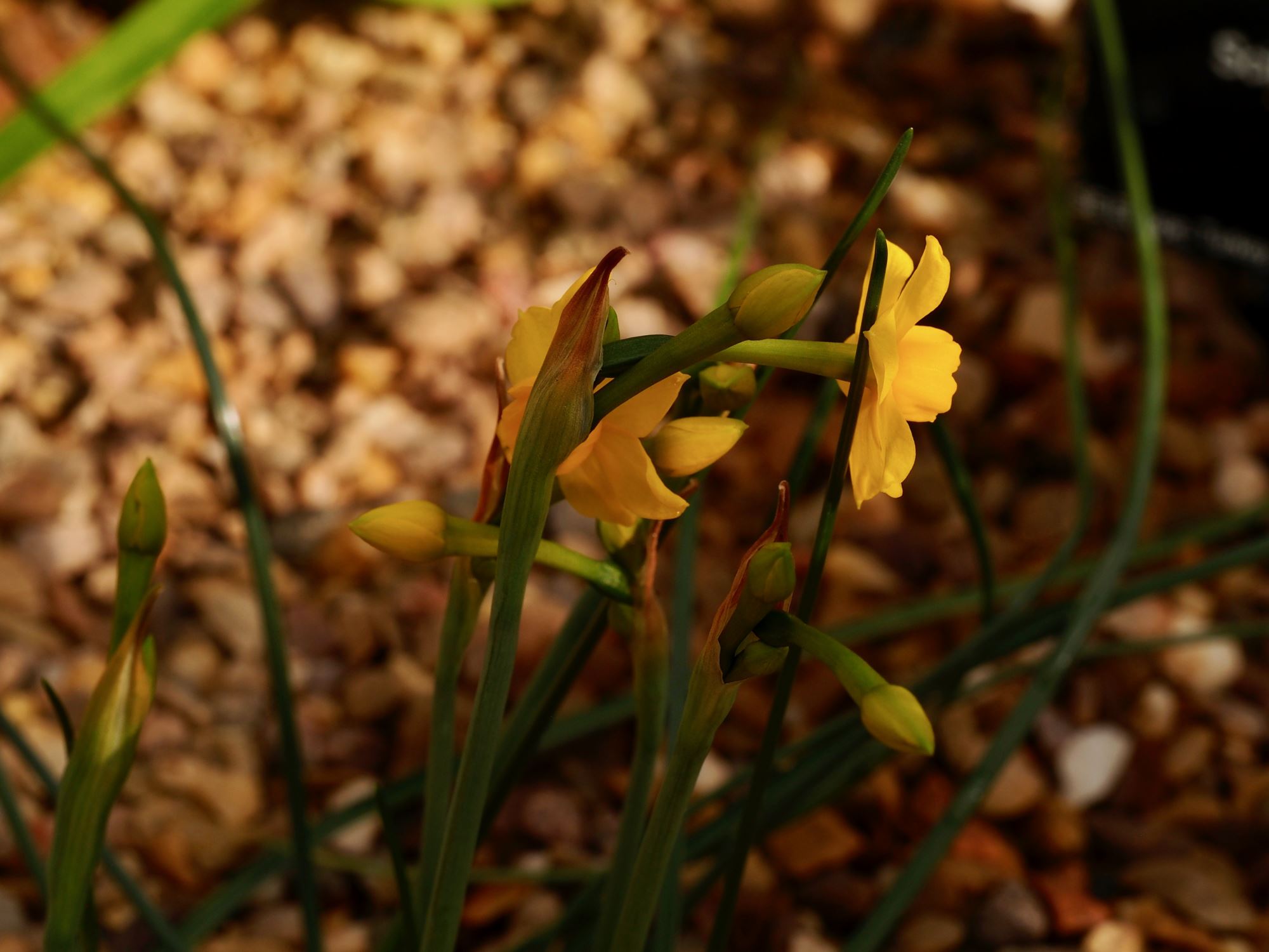 Image of Narcissus fernandesii