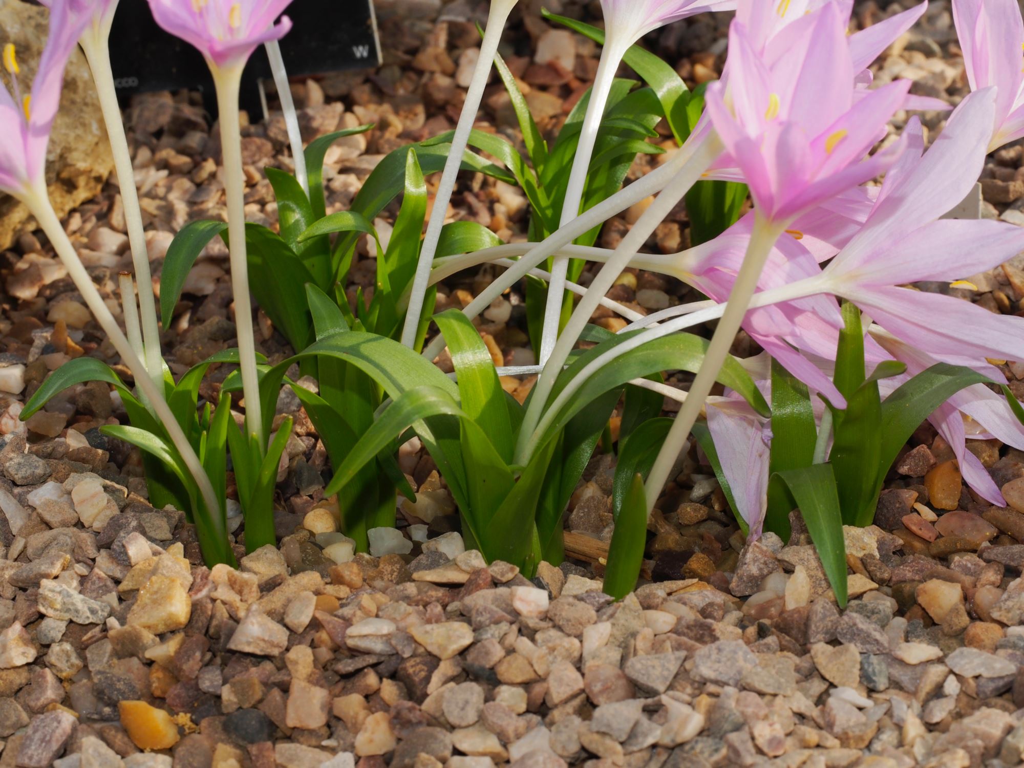 Image of Colchicum baytopiorum