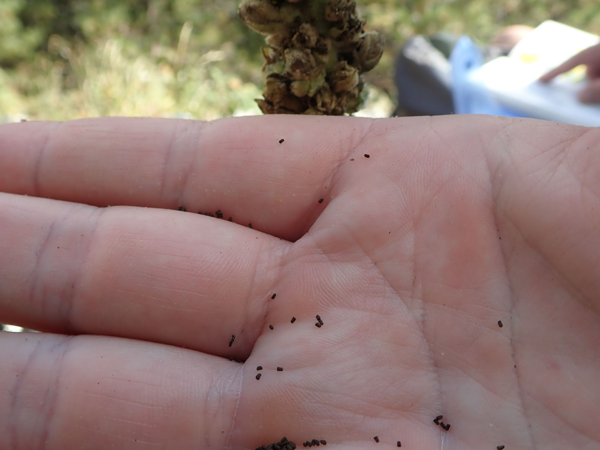 Image of Verbascum thapsus