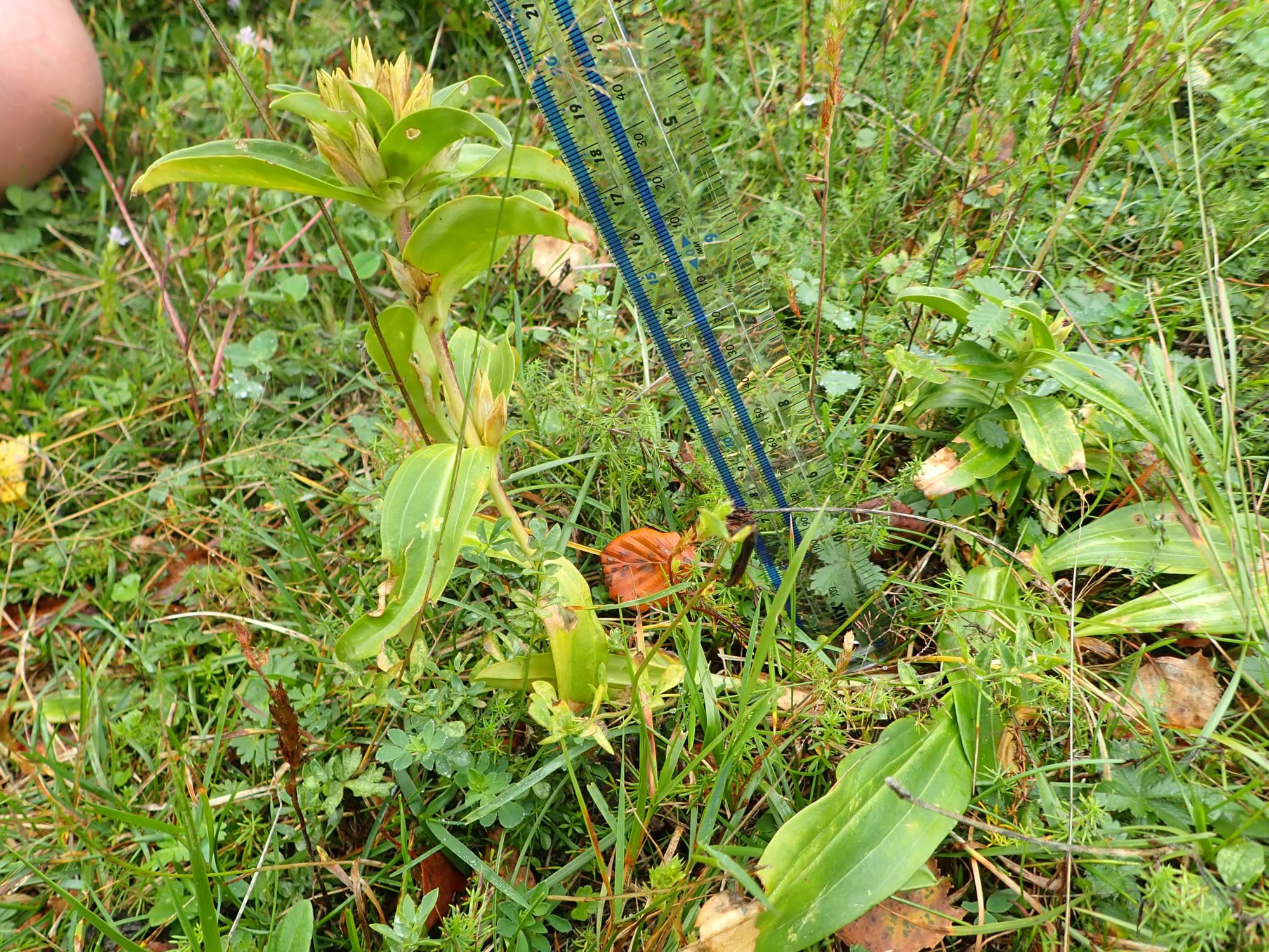 Image of Gentiana burseri